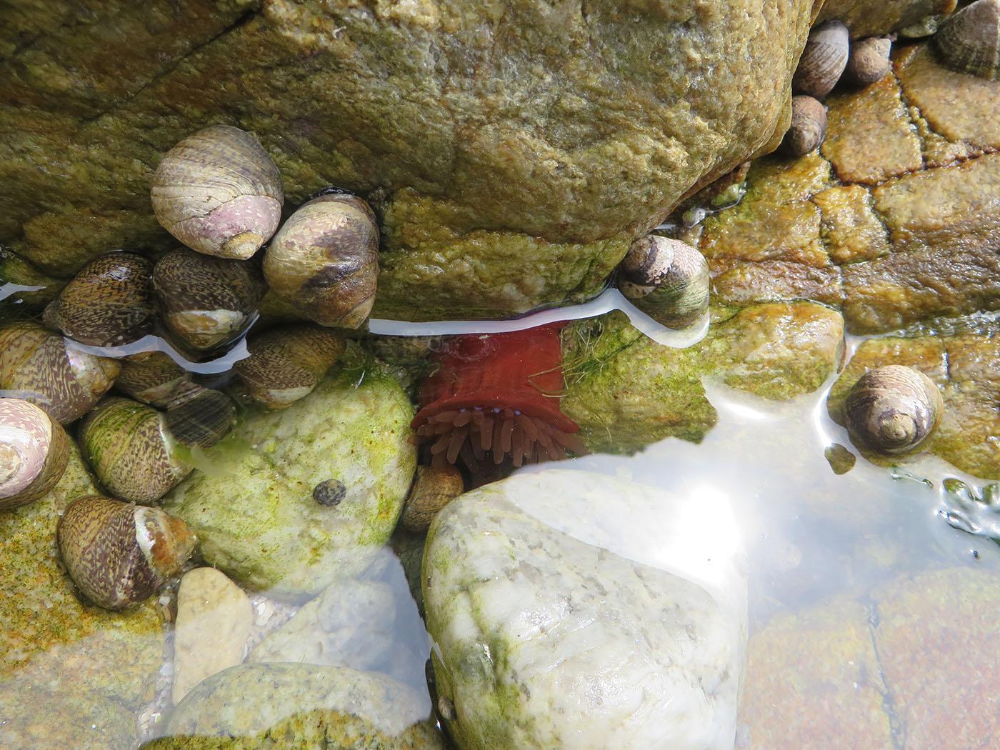 dans les rochers sous l'eau une anémone de mer rouge avec des petites tentacules marron