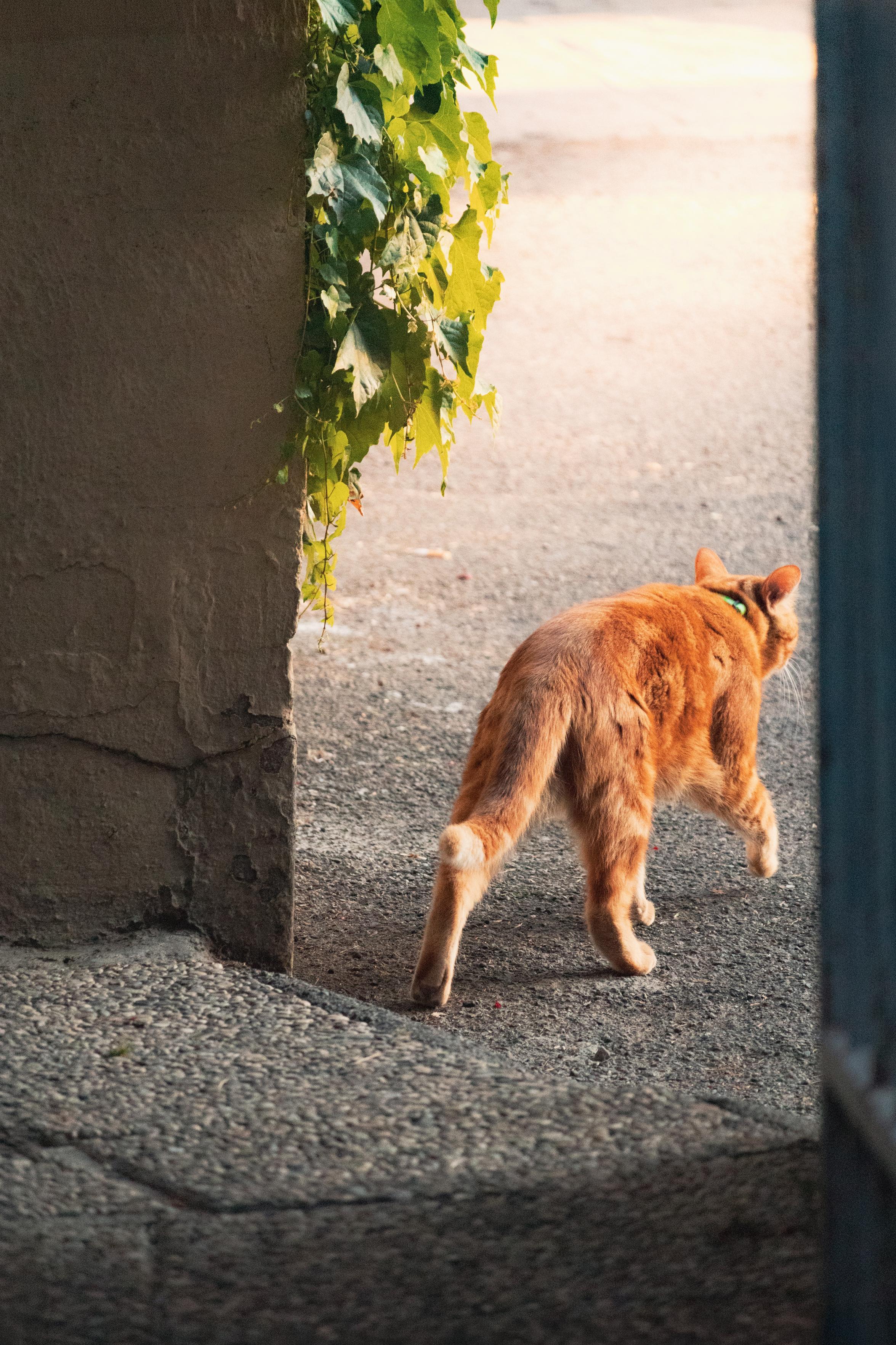 A photo of an orange cat taken from behind them as they are walking past a gate and some vines on a wall out of the park