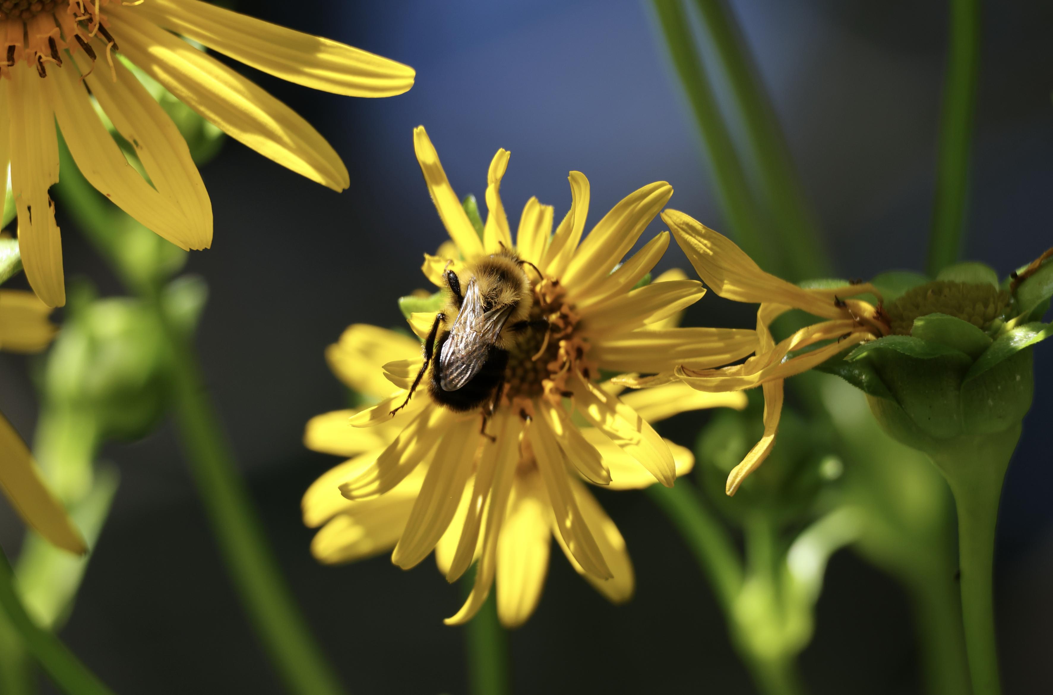 This is a landscape format photo taken in the summer of a bee on a bright yellow flower. The background is mostly blurred so the focus in on the bee which is at "centre stage".