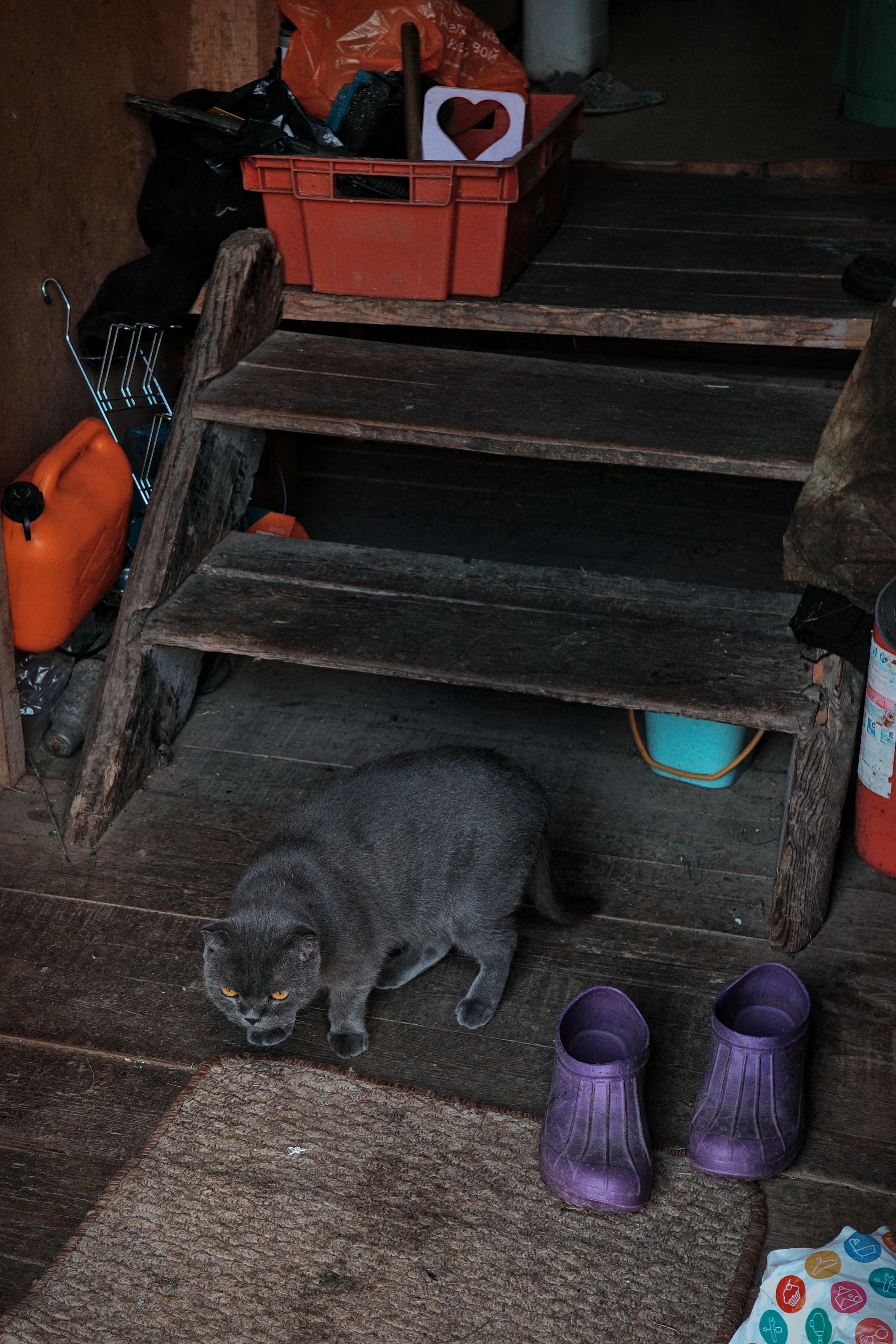 This color photograph captures a fragment of the wooden porch or veranda of an old house. In the center of the frame is a gray cat with amber eyes, carefully stepping on dark wooden planks. On the wooden staircase leading upward stands an orange plastic box, containing a cardboard box with a heart image. Next to the stairs, there is a bright orange canister, a turquoise bucket under the steps, and old metal objects. In the foreground, on a brown mat, stand bright purple rubber boots. The image conveys a feeling of a warm, lived-in, slightly cluttered space, where every detail breathes with everyday life and history.