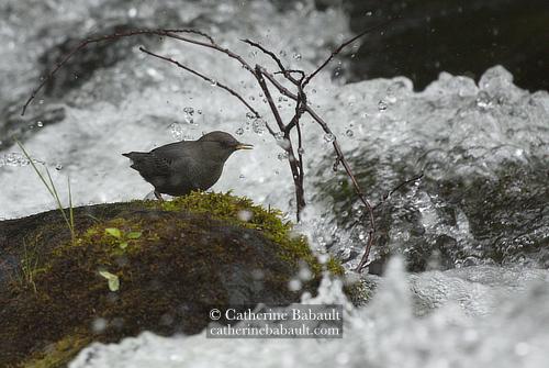 A grey bird stands on a mossy boulder in the middle of rushing water. The water splashes it.