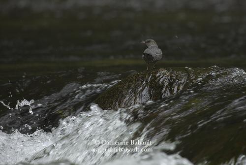 A grey bird stands on top of a boulder in a turbulent river. Water rushes over that boulder.