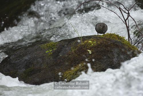 A grey bird holding a small larvae with its beak. The bird stands on top of a boulder covered with moss and surrounded by rushing water that splashes all around it.