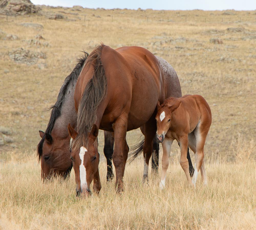 Two dark mares graze in light yellow grass, with a small roan foal with a white blaze and white inner legs stands close to its mother
