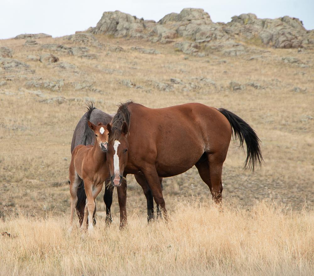 a roan mare with a white blaze looks at the camera while her foal with a white blaze leans closely into the mare's head and neck.