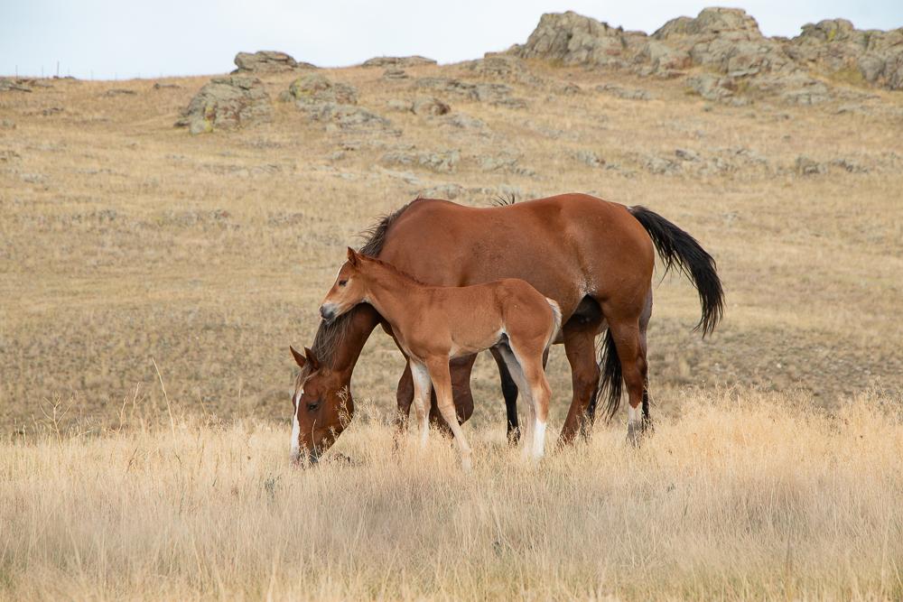 a roan colored foal stands alert close to his mother's neck while she grazes in yellow grazz