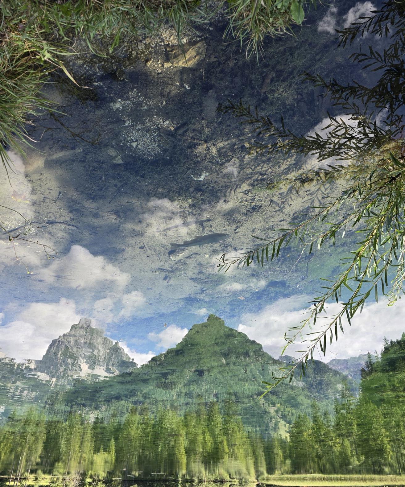 Spiegelverkehertes Bild. Tag. Berge, Wald, Ufer  und Wolken spiegeln sich im See. Ein Fisch schwimmt im Wasser.