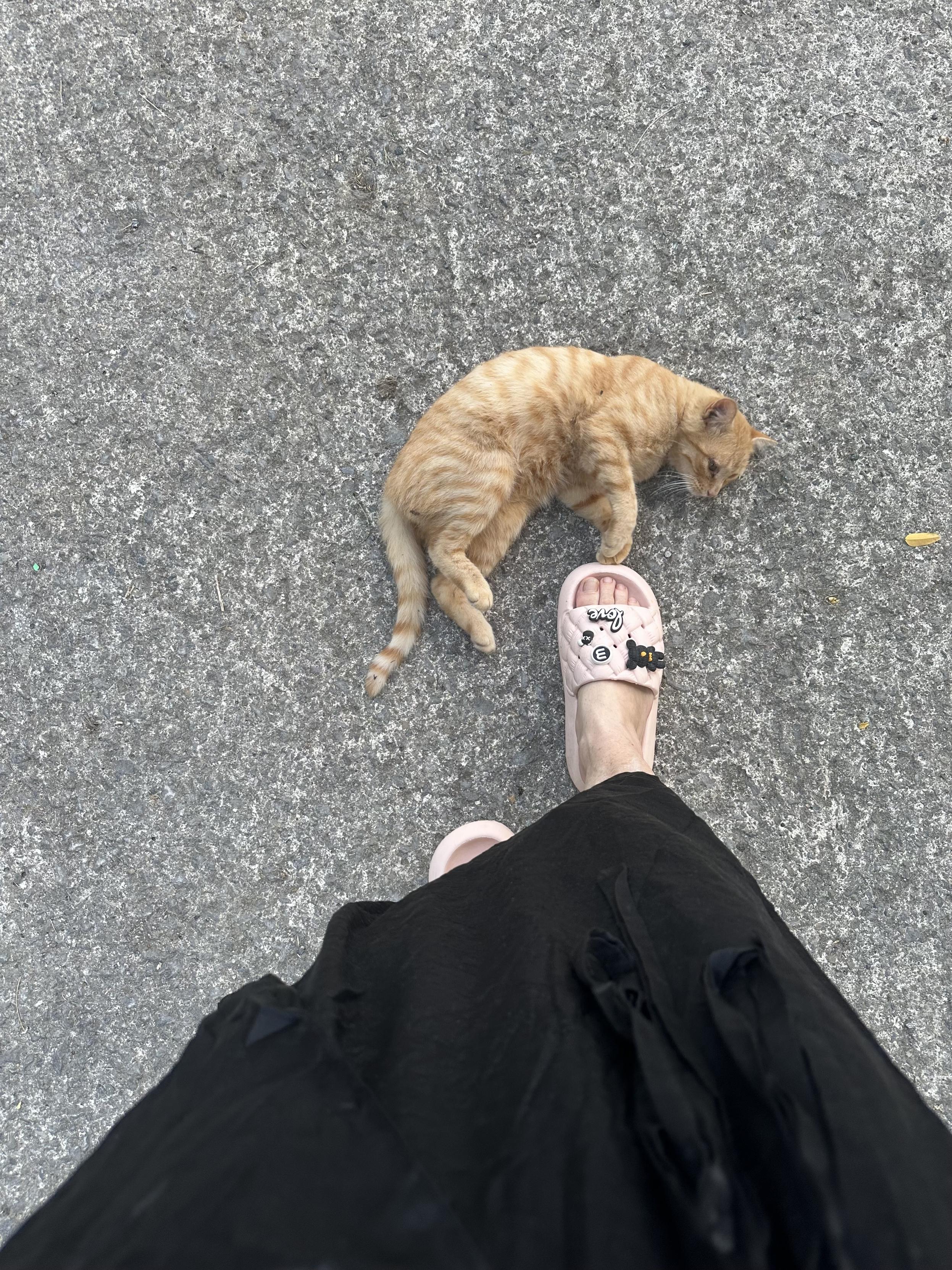 Vista superior del camino, mimosin,  el gato, tigre y naranja, se tumba a mi paso, quiere caricias, y comida.