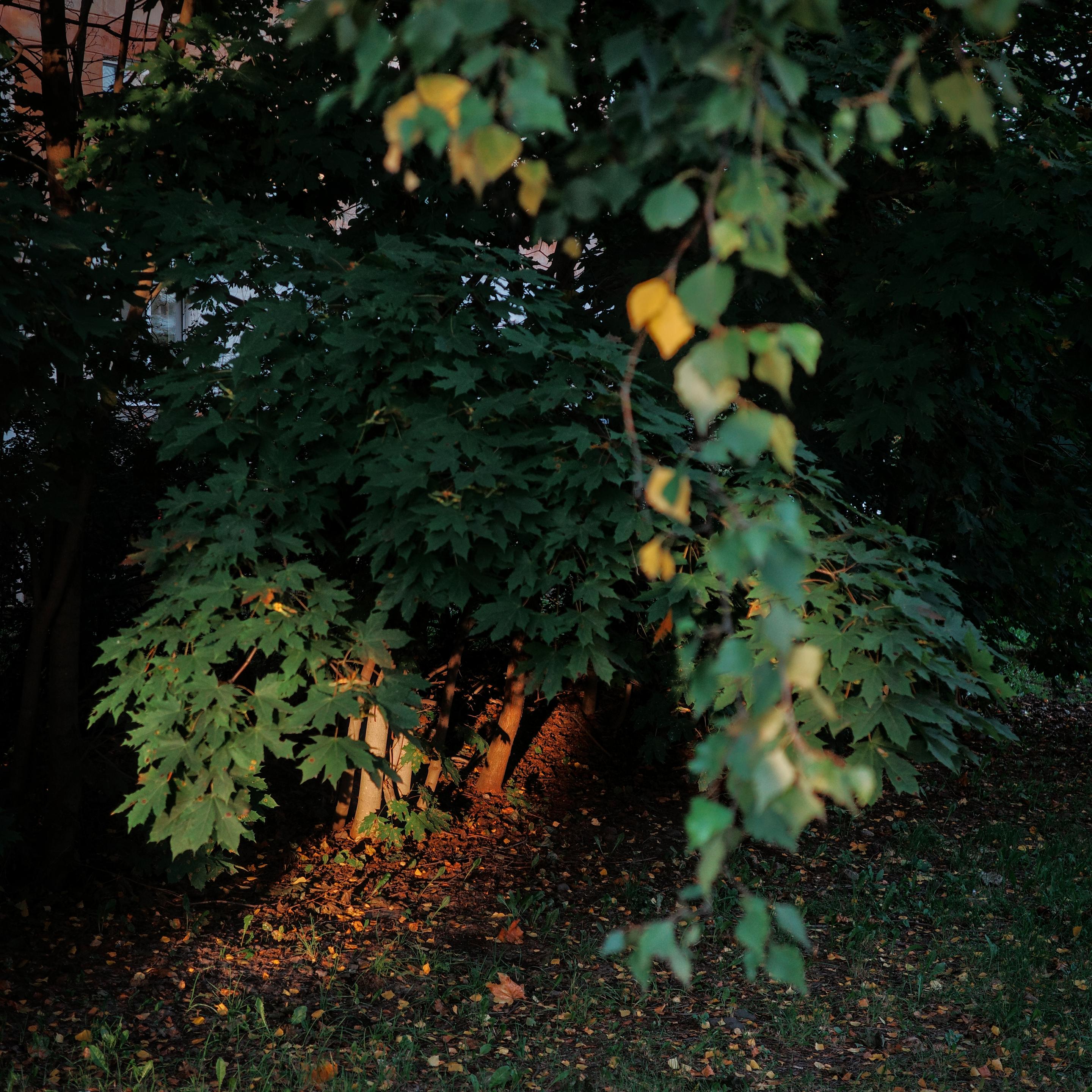 This color photograph captures a corner of a park or garden in the evening. Most of the frame is occupied by dense, dark green foliage of a bush, which almost completely hides the space. However, warm, golden sunlight breaks through the thicket, illuminating a small patch of ground in the center. The ground is covered with fallen leaves, which begin to glow orange-yellow in this light. The branches and leaves in the foreground, illuminated from the side, create a contrast with the deep, almost black shadows around them. The image conveys a sense of a quiet, warm evening and a cozy "secret place" hidden in the greenery.