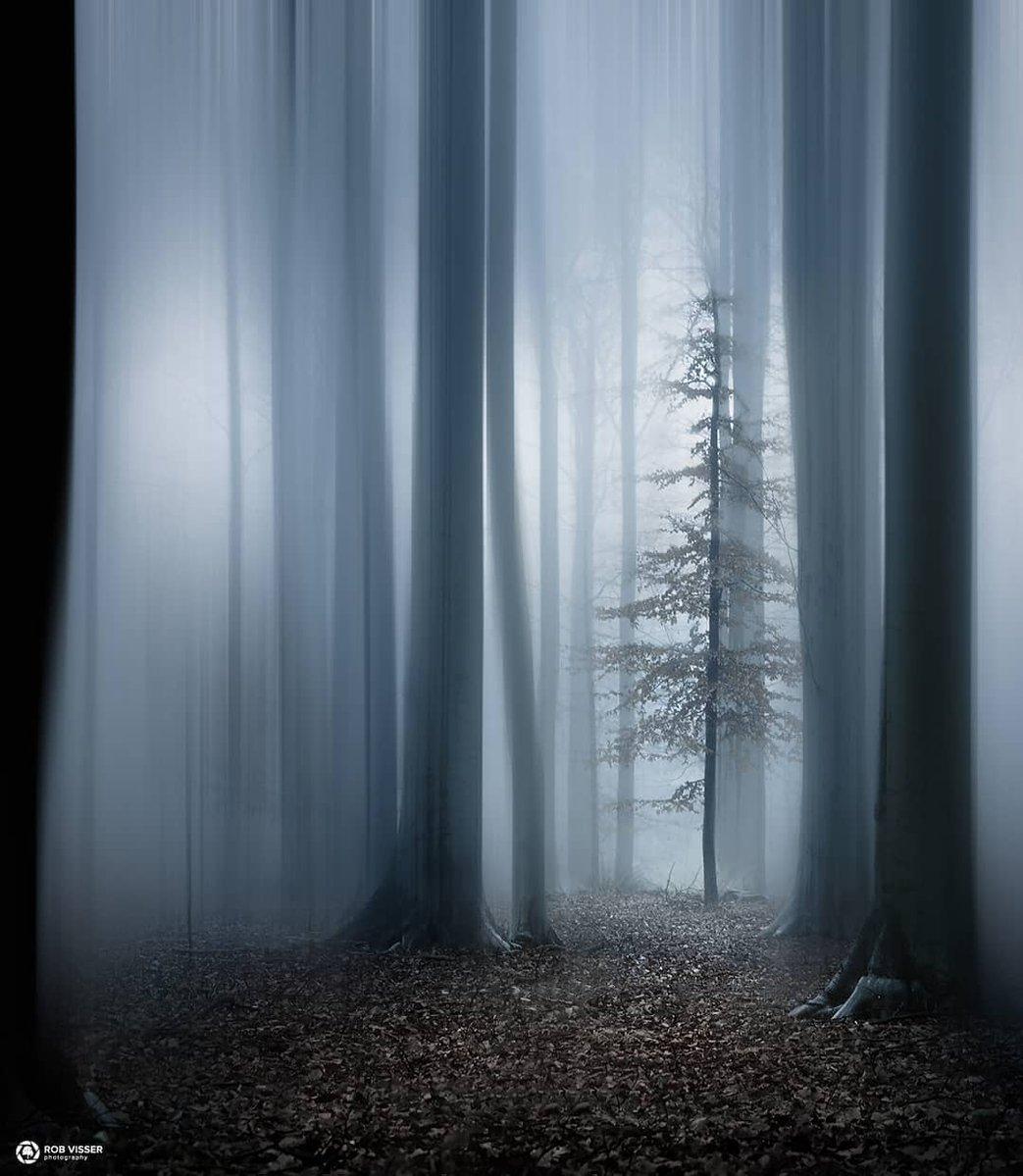 Detail of a forest: tall, branchless trunks and a single small fir tree; dark brown earth, with the landscape and trunks in shades of gray. Photo by Rob Visser.