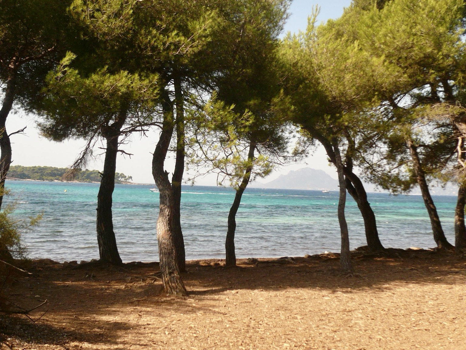 Îles de Lérins. Vue sur la mer à travers une façade de pins.