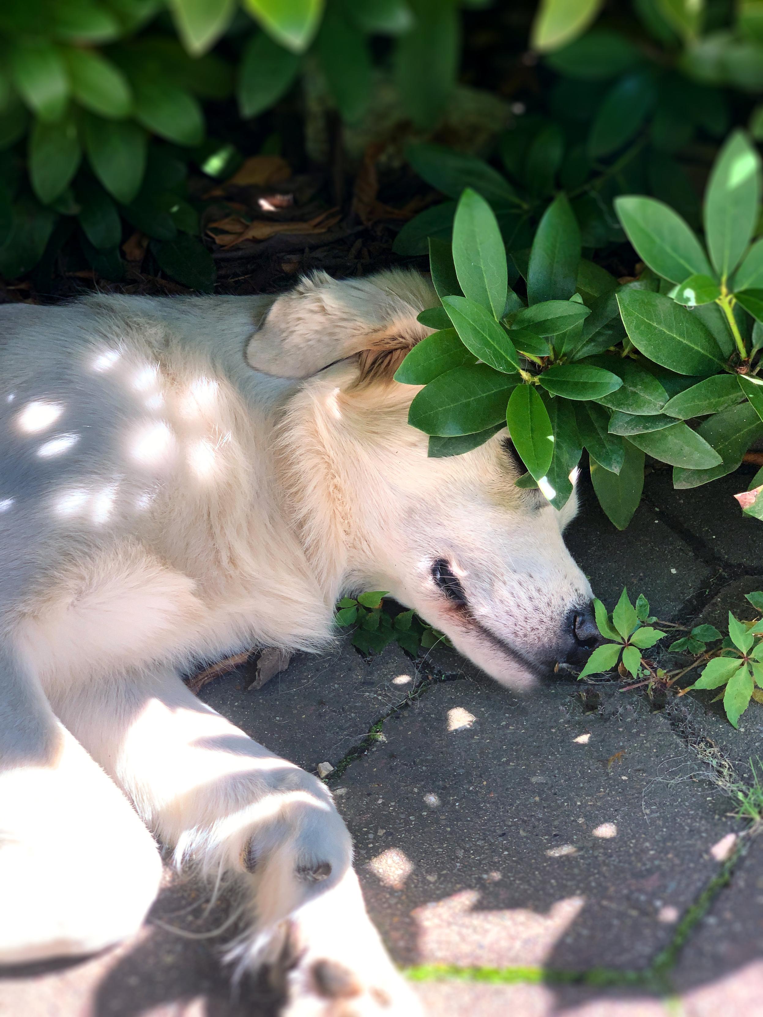 A white dog resting in the shade beneath a rhododendron bush.