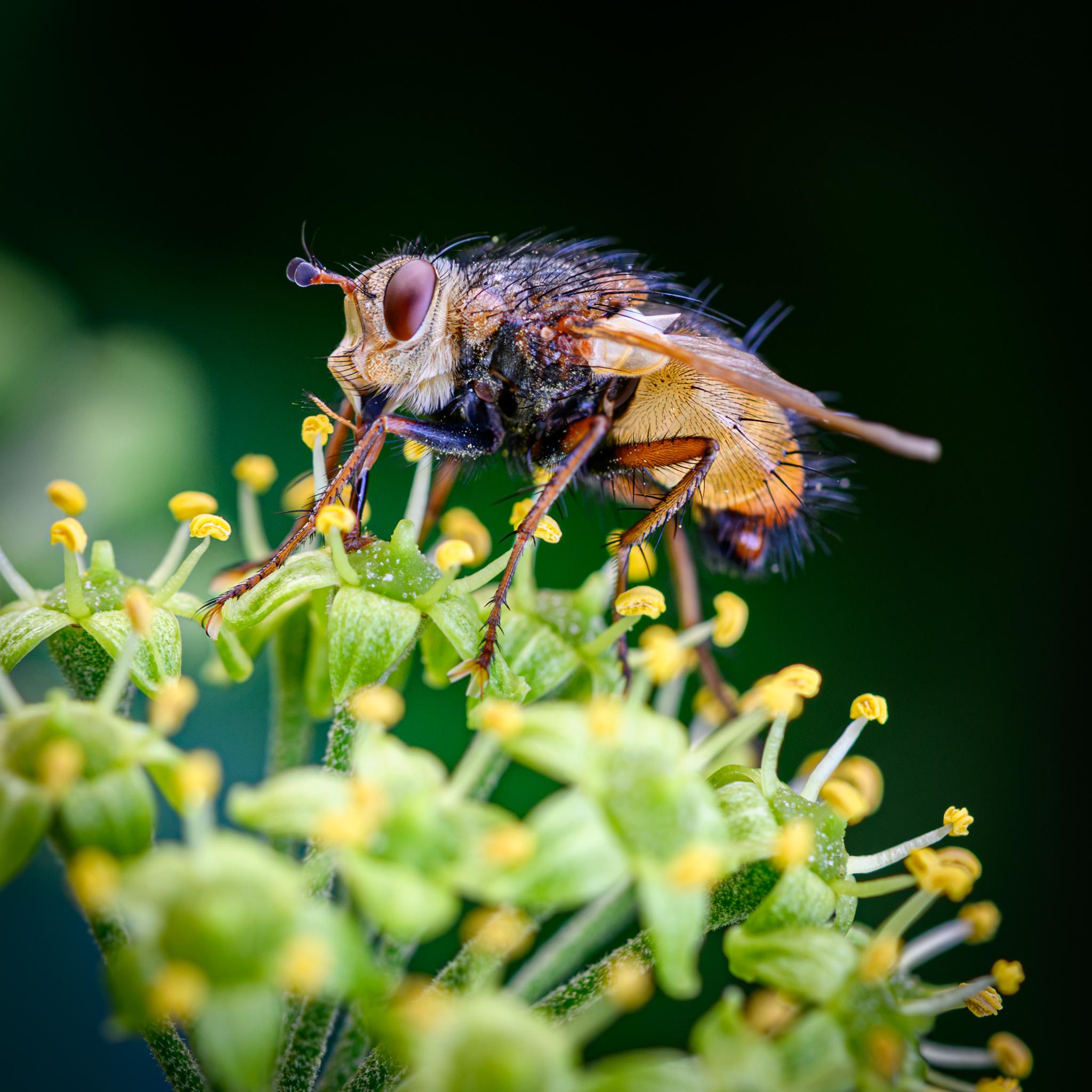 A large fly seen side on, feeding from the individual yellow stamens on a green ivy flower. The fly has a broad, white-ish face, scooped out at the front. It is covered in white hairs and some black bristles. It has red and black antennae, and oval brick red compound eyes. The thorax is a mix of black-grey on the top and bottom, with red parts on the sides, and many black bristles. The scutellum is amber. The abdomen is large and yellow, with a mix of large and small black bristles. The legs are black towards the top, then mahogany lower down, again with black bristles.