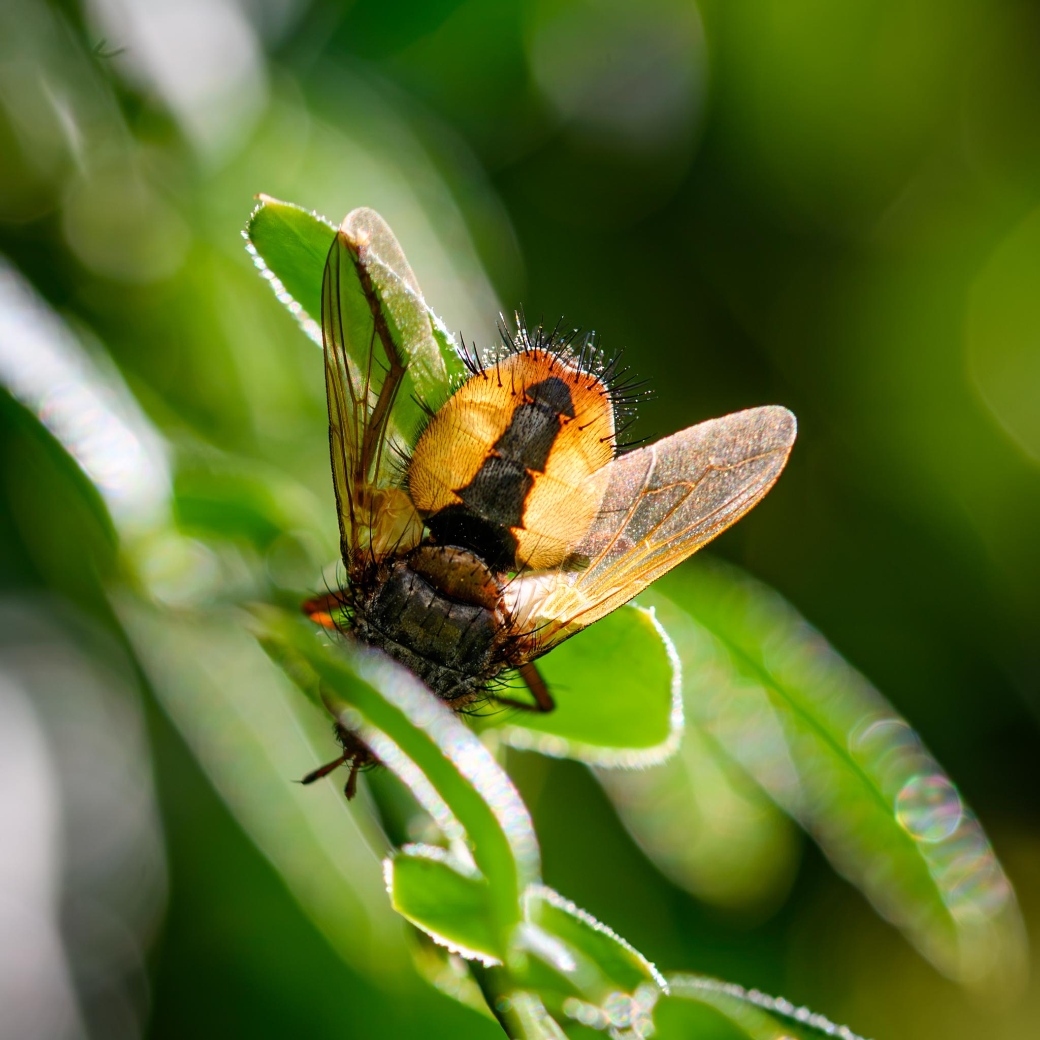 The same fly seen from above. Its head is partly hidden behind an ivy leaf, but it's black-grey thorax and amber scutellum are visible. As is the bulbous abdomen, which is orange, backlit by the sun. There is a broad black stripe along the top of the abdomen, tapering before disappearing in the final tergite. The end of the abdomen is ringed by many large black bristles, while the whole abdomen is covered in finer black hairs. The wings are also back illuminated, seen as clear amber.