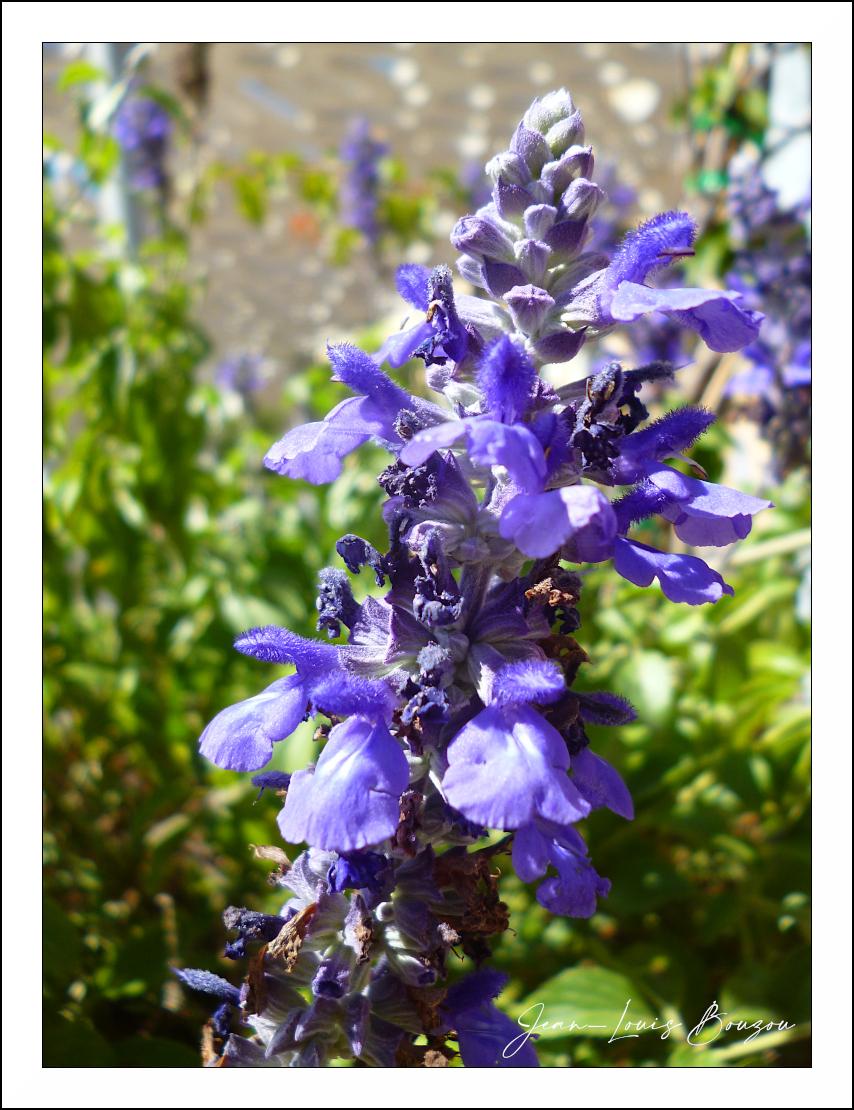 A close-up, vertical shot focuses on a cluster of purple salvia flowers against a softly blurred background of greenery and what appears to be a stone or concrete wall. The primary subject, a spire of salvia, dominates the right side of the frame, with its delicate, tube-shaped petals in various stages of bloom and decay. The color palette is dominated by vibrant purples and deep blues of the flowers, contrasted with the bright, almost neon green of the out-of-focus foliage. Hints of brown and black are visible on the dried parts of the flowers.

The composition is tightly framed, with the salvia stalk running diagonally from the bottom left towards the top right, creating a sense of upward growth. The shallow depth of field renders the background completely indistinct, emphasizing the intricate details of the flowers in the foreground. Individual petals are visible, some with a velvety texture indicated by fine, fuzzy hairs along their edges, particularly on the upper lip of the bloss