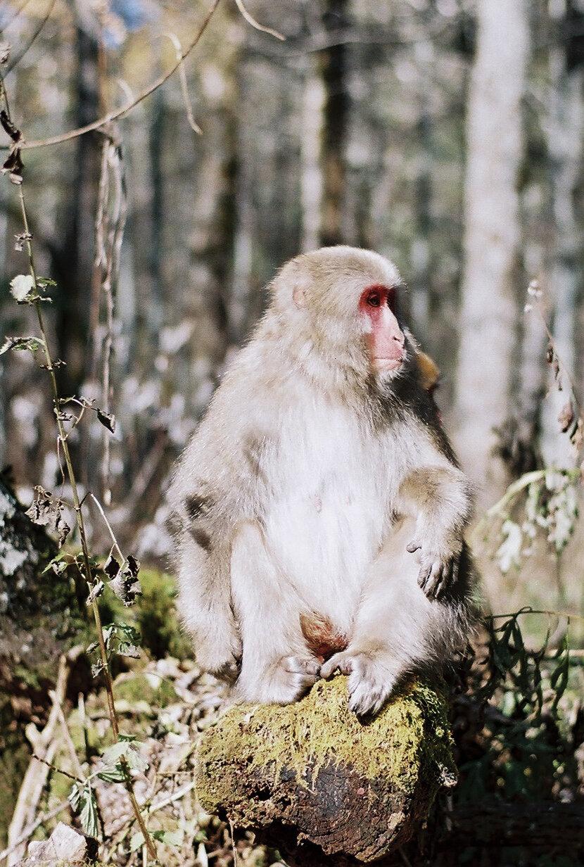 a monkey in the Forest in Nagano Japan — film, 2021