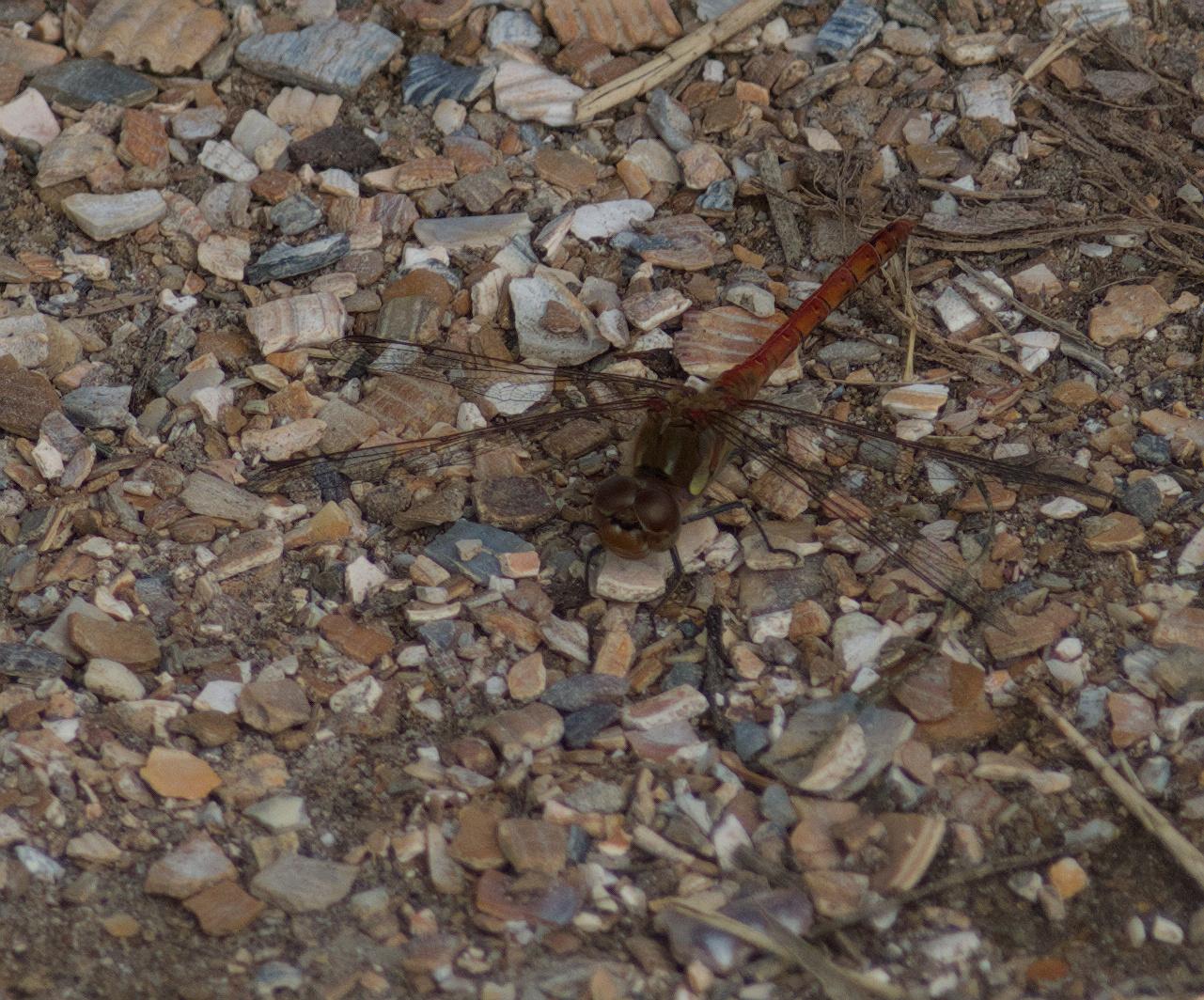 Common darter (dragonfly) sunning on tiny pebbles
