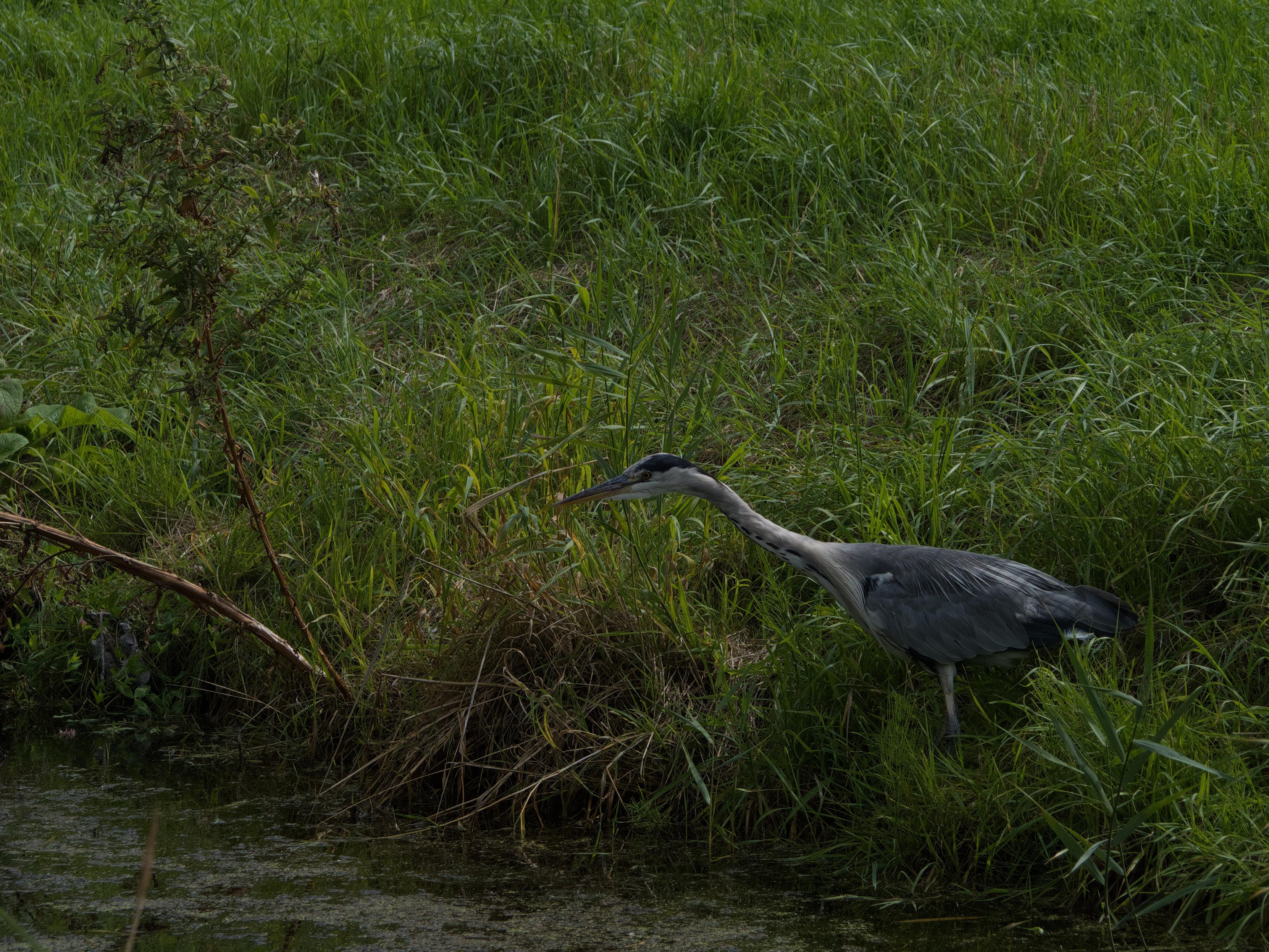 Heron next to a small canal, standing really to attention, looking for fish