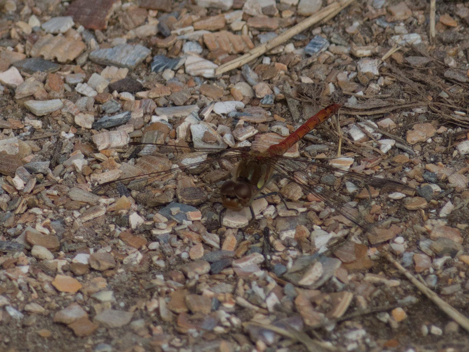 Common darter (dragonfly) sunning on tiny pebbles