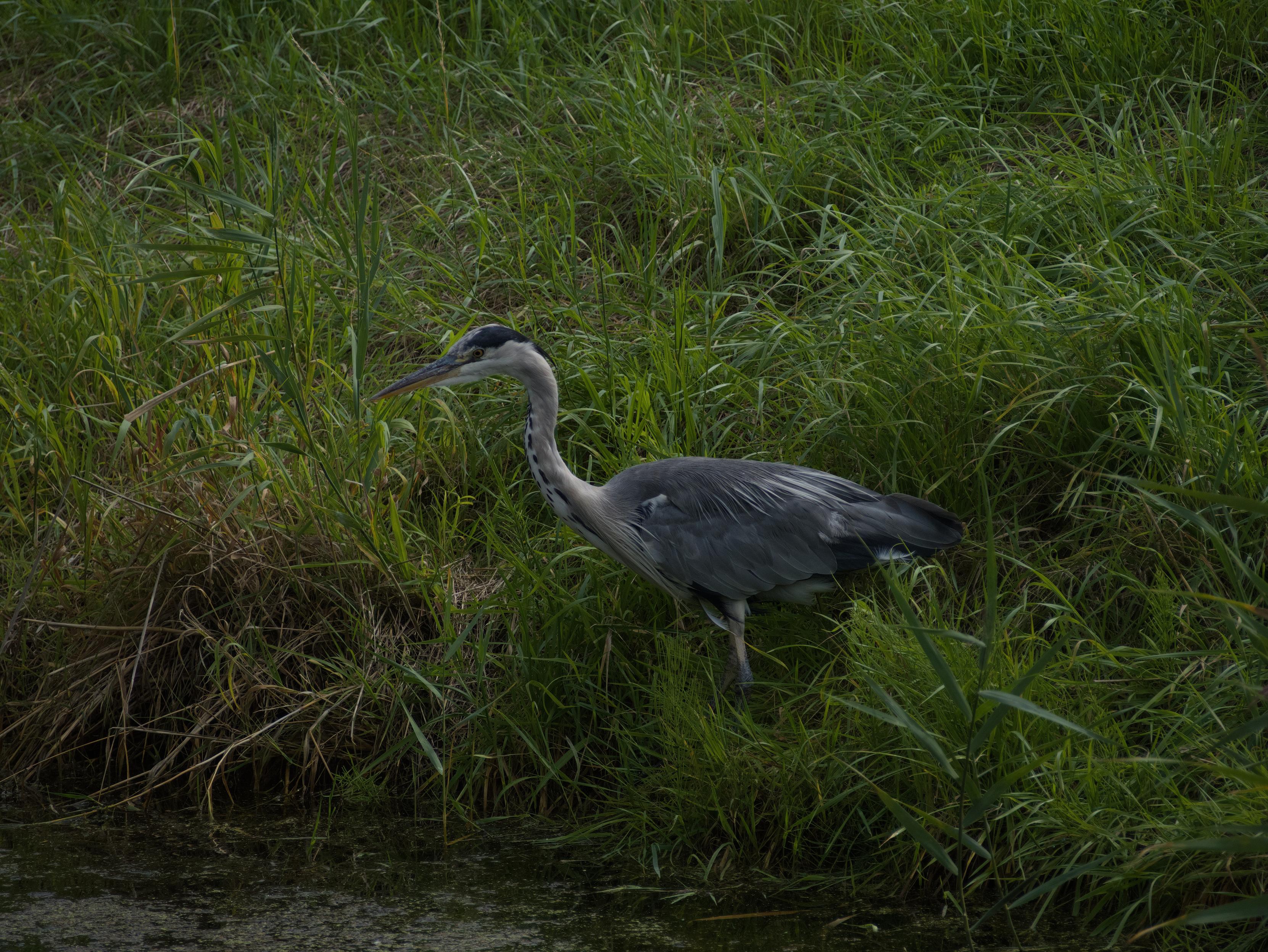 Heron next to a small canal, looking for fish