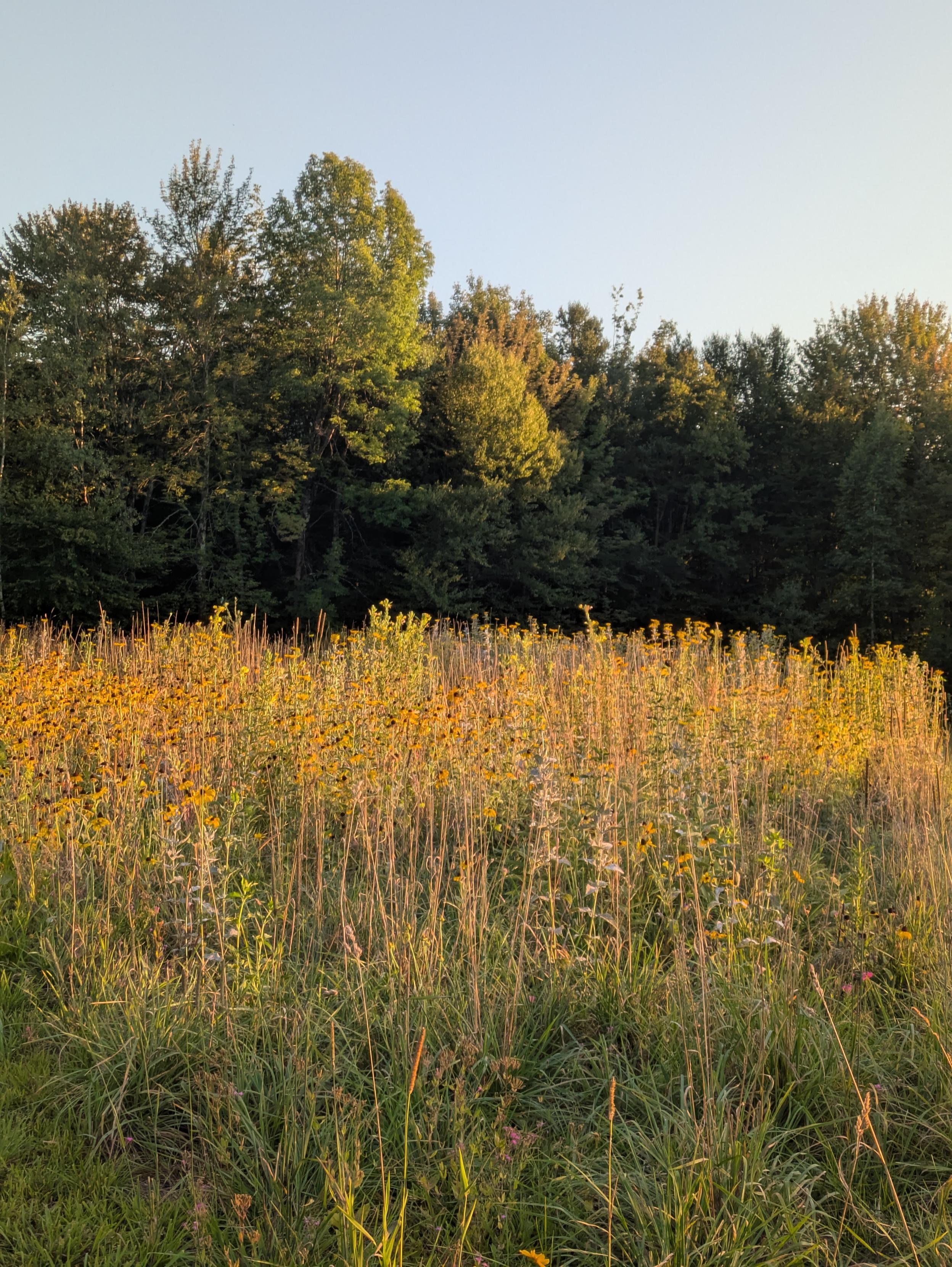 Photo of  a field with yellow wildflowers and a backdrop of dense trees. There is blue sky above the trees.