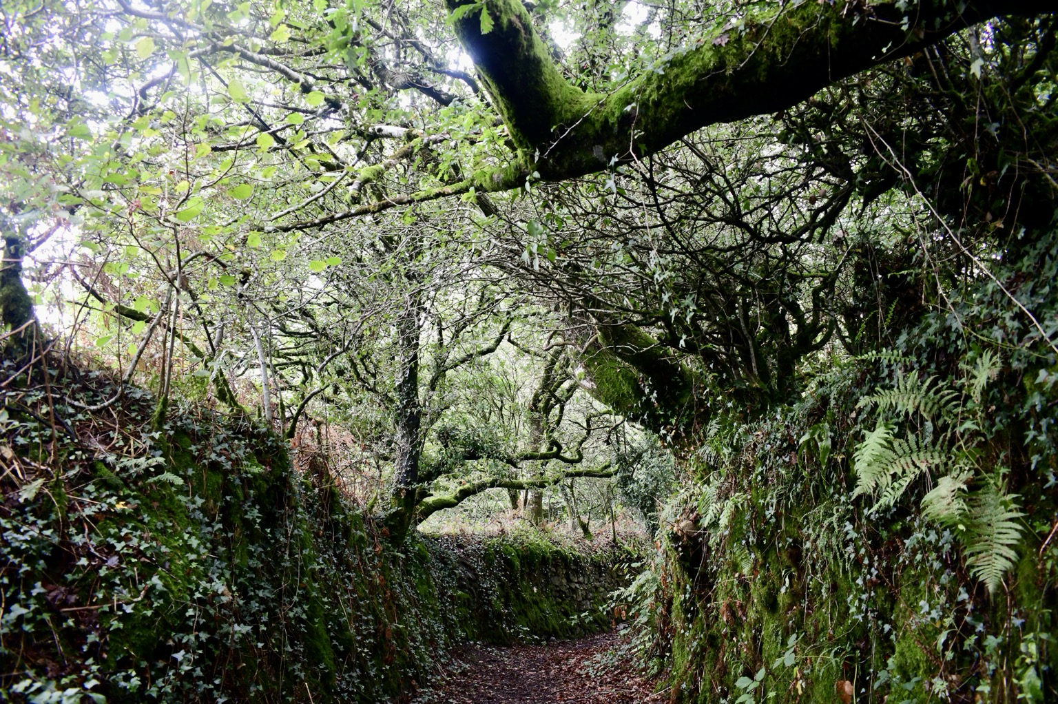 Holloway at Walkhampton.