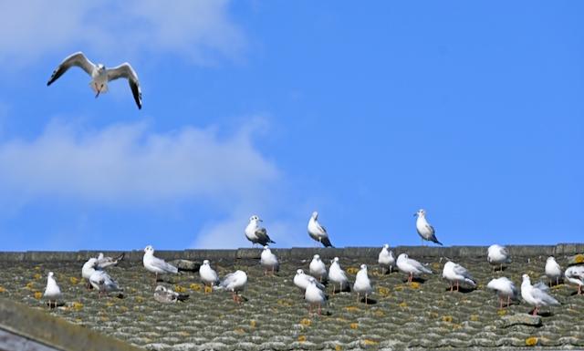 Seagulls on a roof one flying