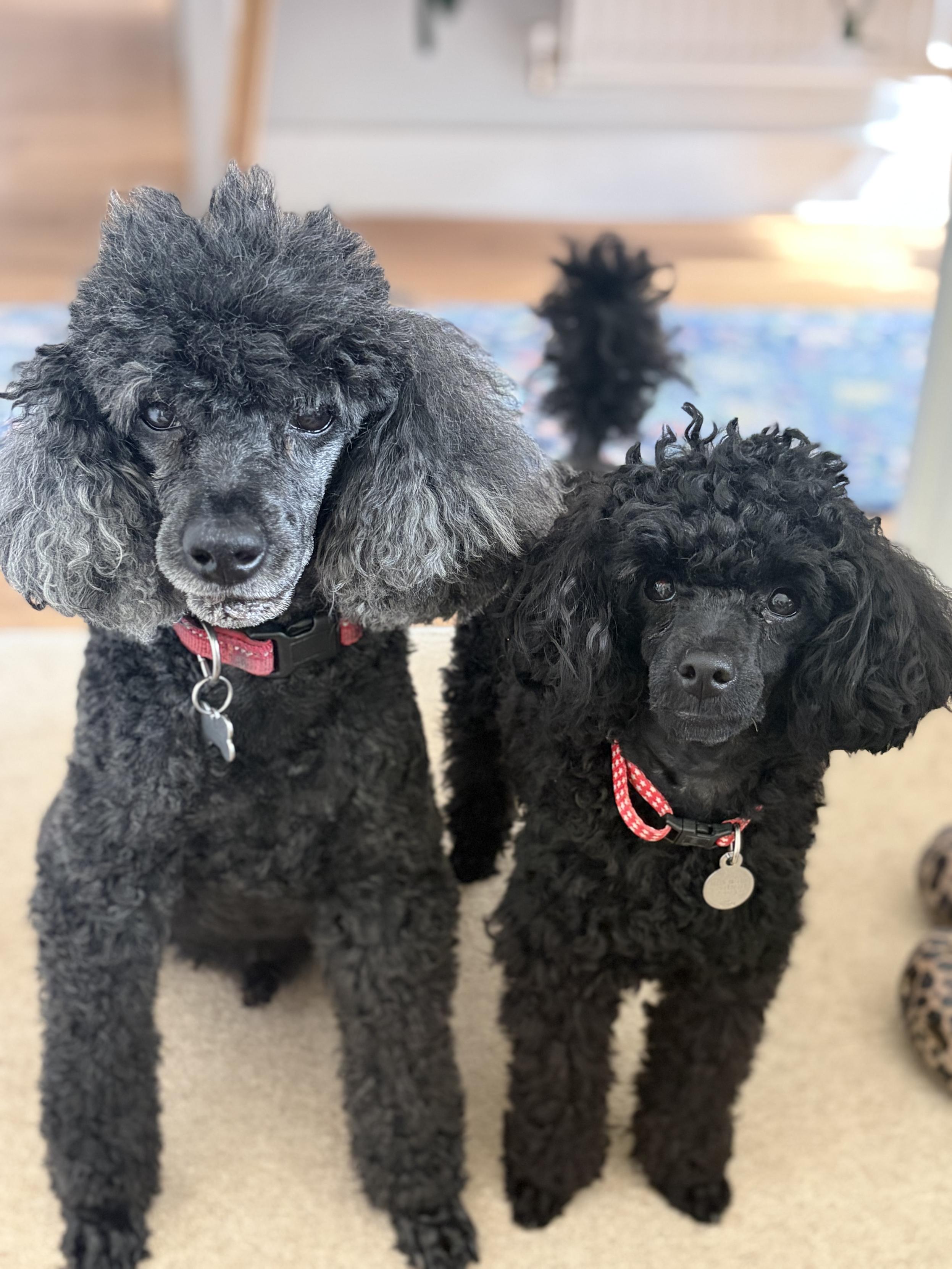 Felix and Basil - black mini and toy poodles