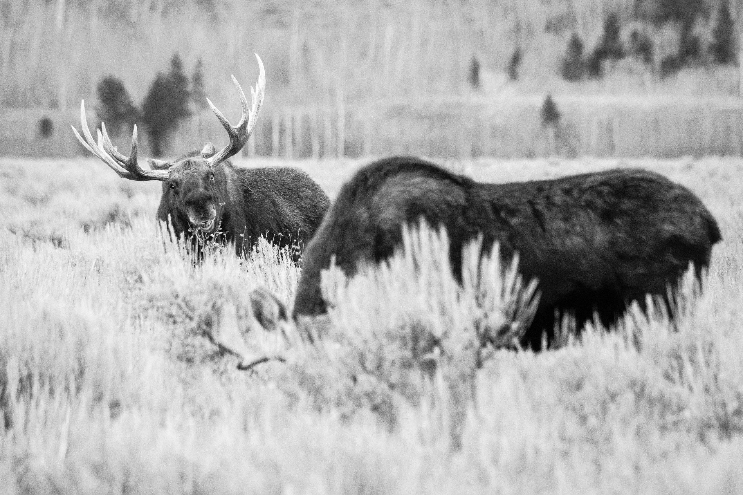 Two bull moose in the brush at Antelope Flats. The one in the foreground is heads-down, eating, and the one in the background is facing the camera and chewing.