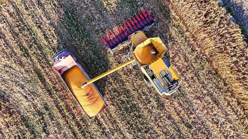 A combine harvester unloads corn kernels into a truck.