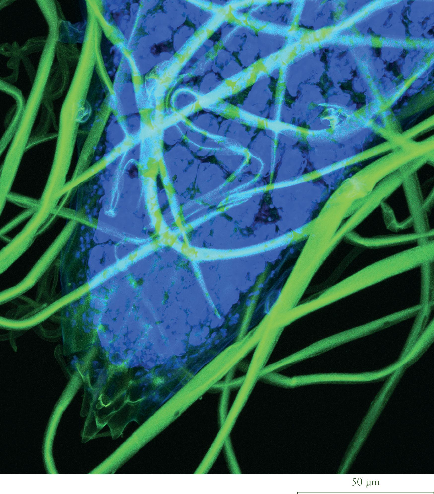 Artemisia ludoviciana ssp. Mexicana (western mugwort); confocal image