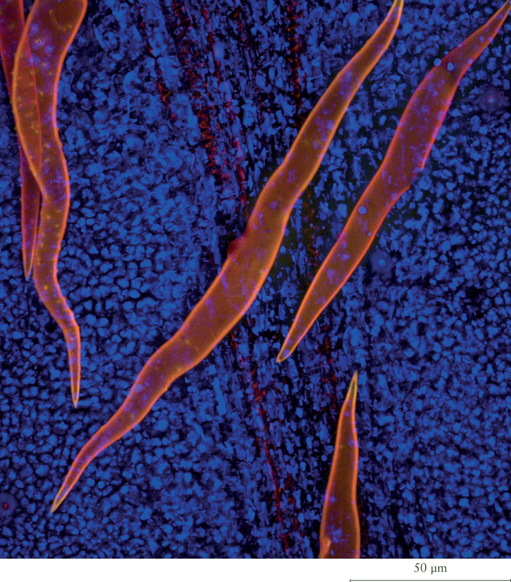 Banisteriopsis caapi (ayahuasca / yagé); confocal image