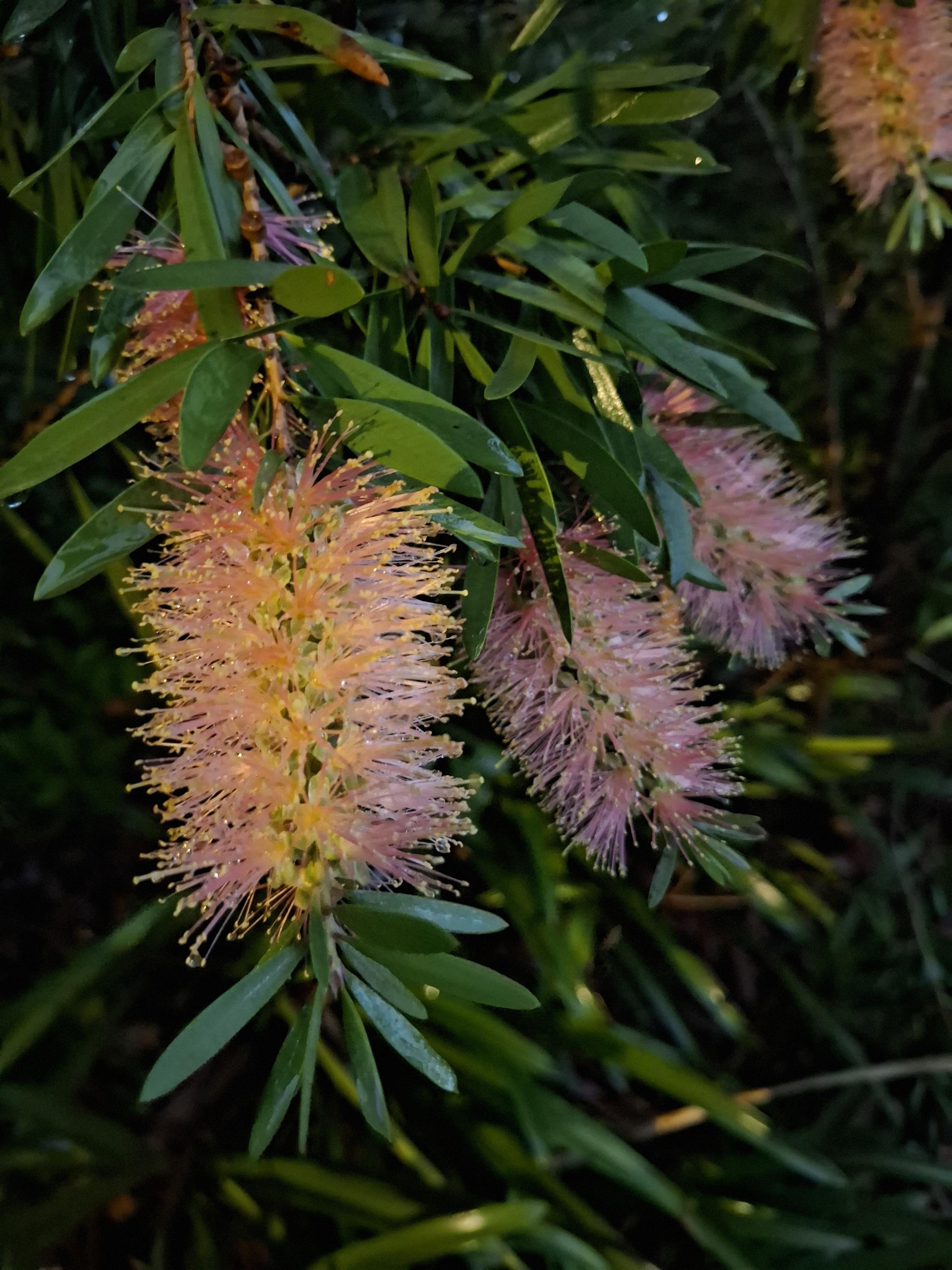 A trio of Callistemon blooms glowing pale yellow and pink in gloomy light.