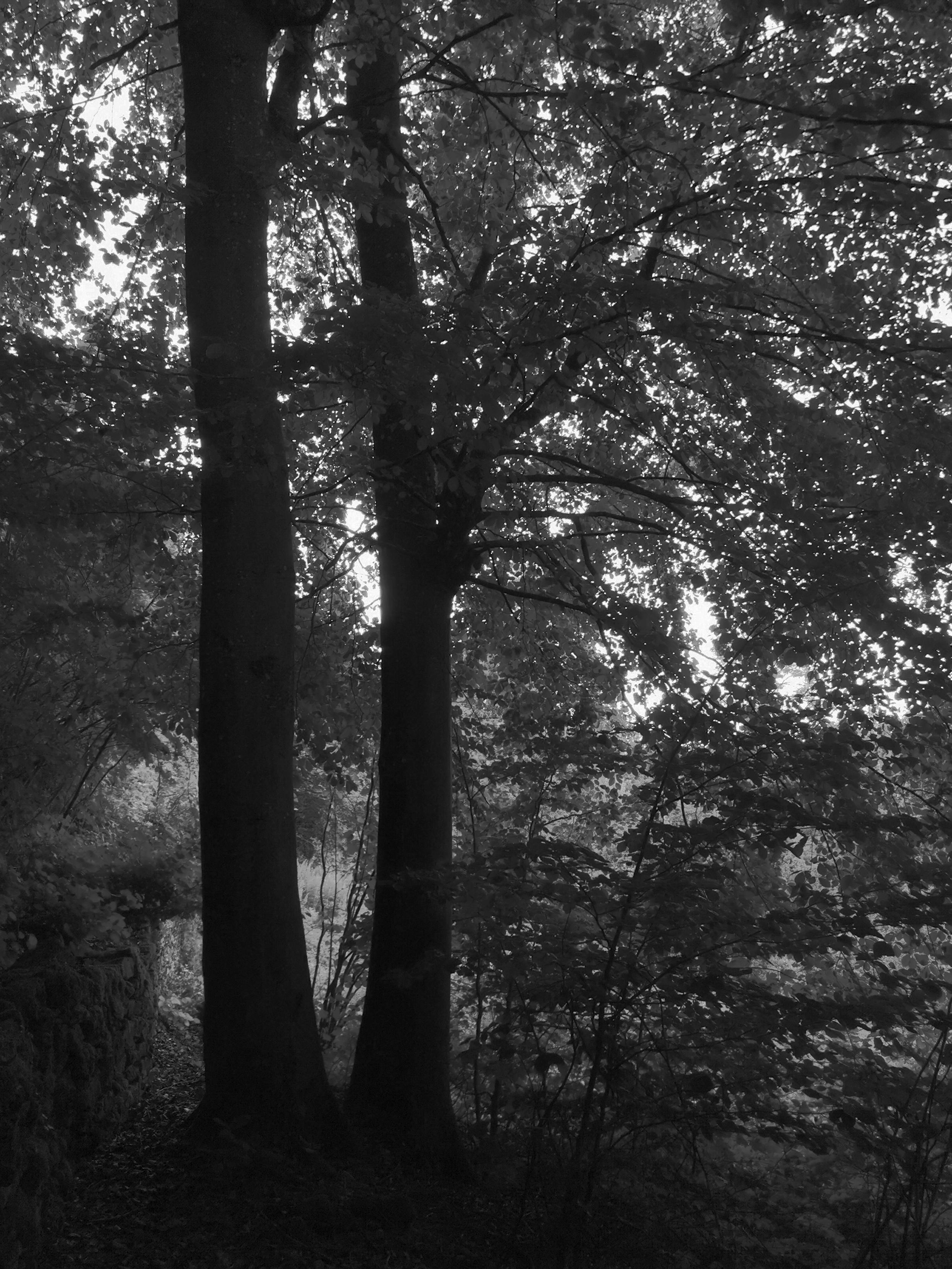 Vue en forêt au matin, deux arbres apparaissent en ombre au sein du feuillage.