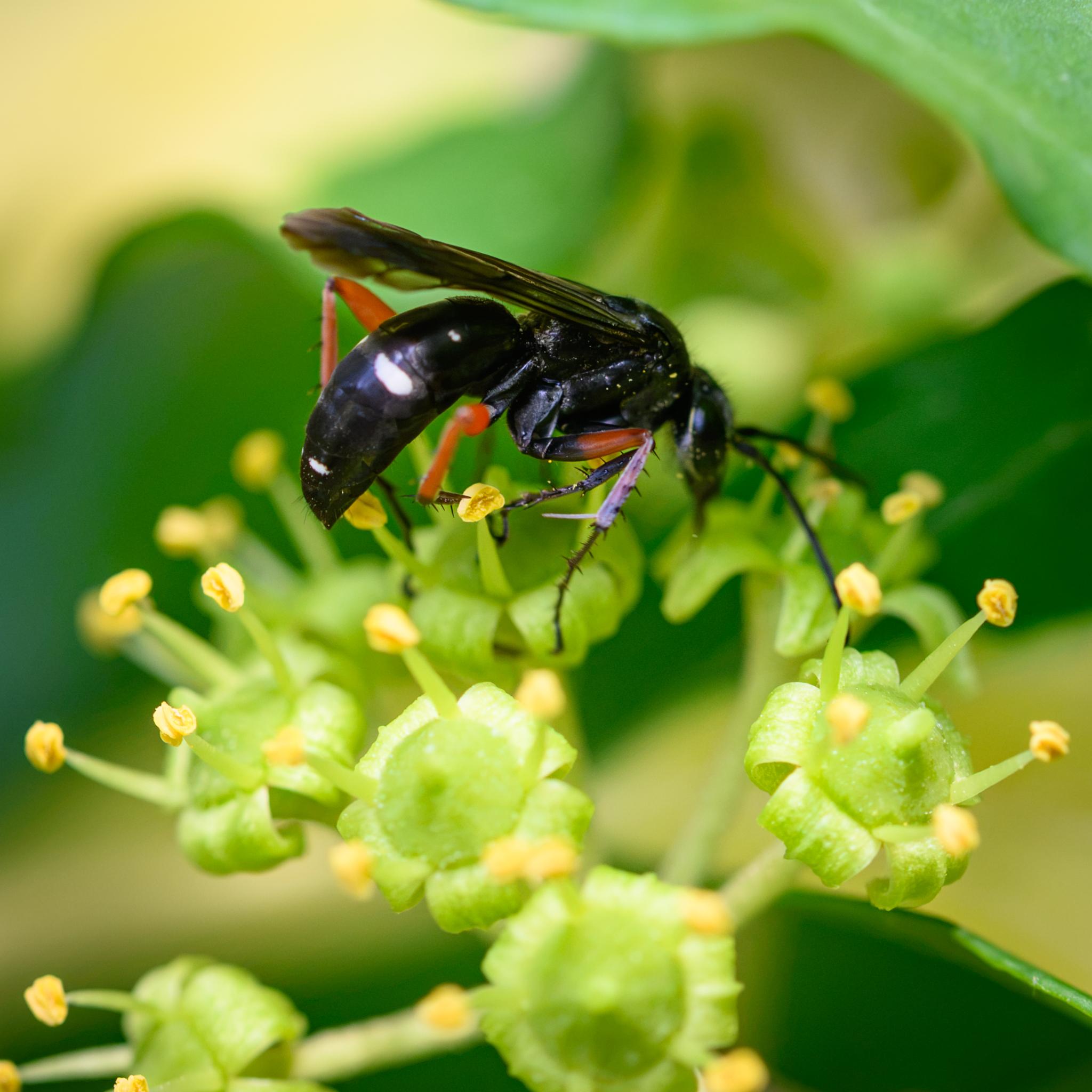 A slightly out-of-focus shot showing the curved abdomen and its white patches more clearly, as seen from behind and the side.