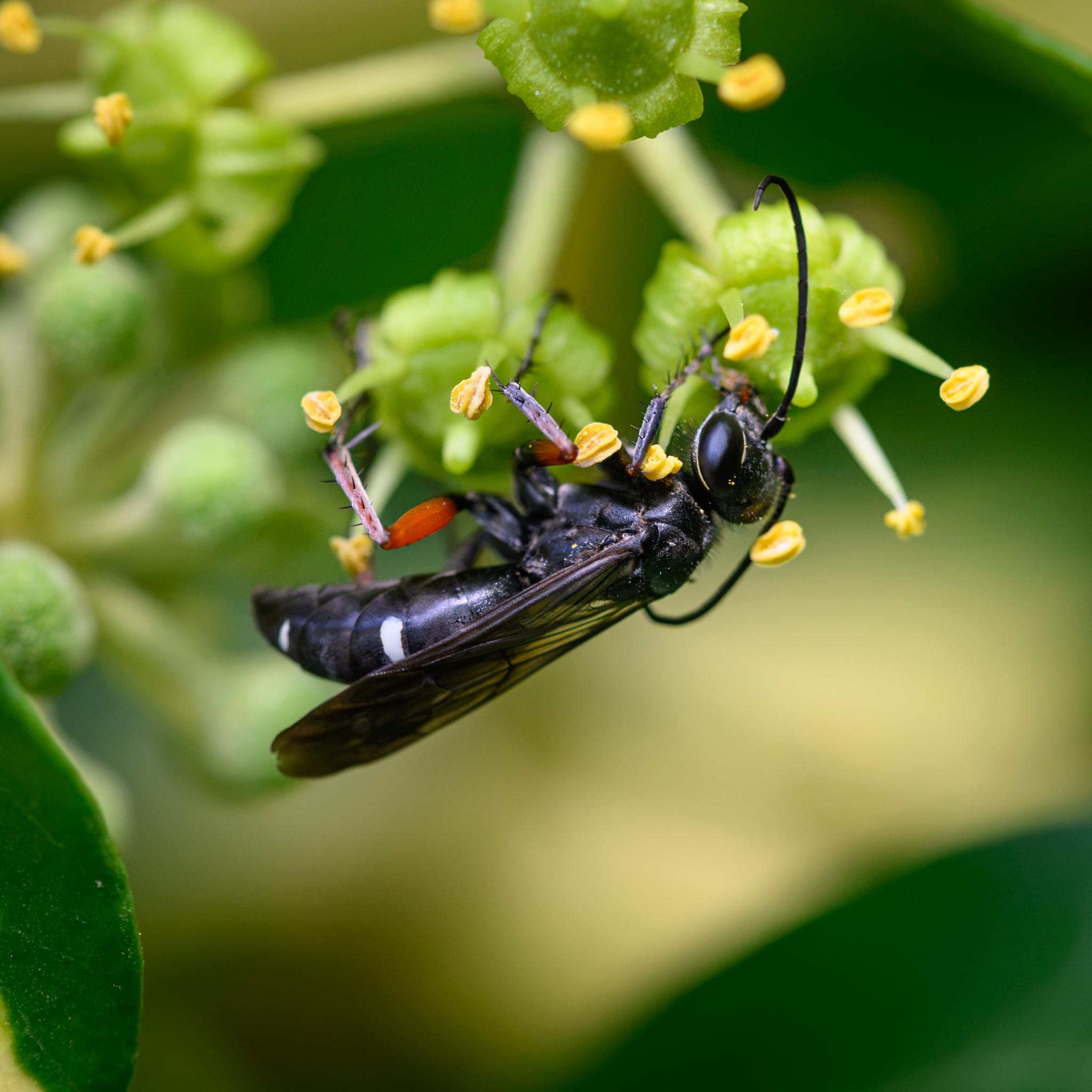 A wasp seen hanging upside down from some ivy flowers. The wasp is mostly black, with a pair of broken white patches on the long, slim abdomen, and fine white lines around the edge of the black compound eyes. The forelegs are black, while the middle and hindlegs are black at the top, turning red mahogany, then black lower down again. The legs are covered in black spines. The antennae and wings are also black.