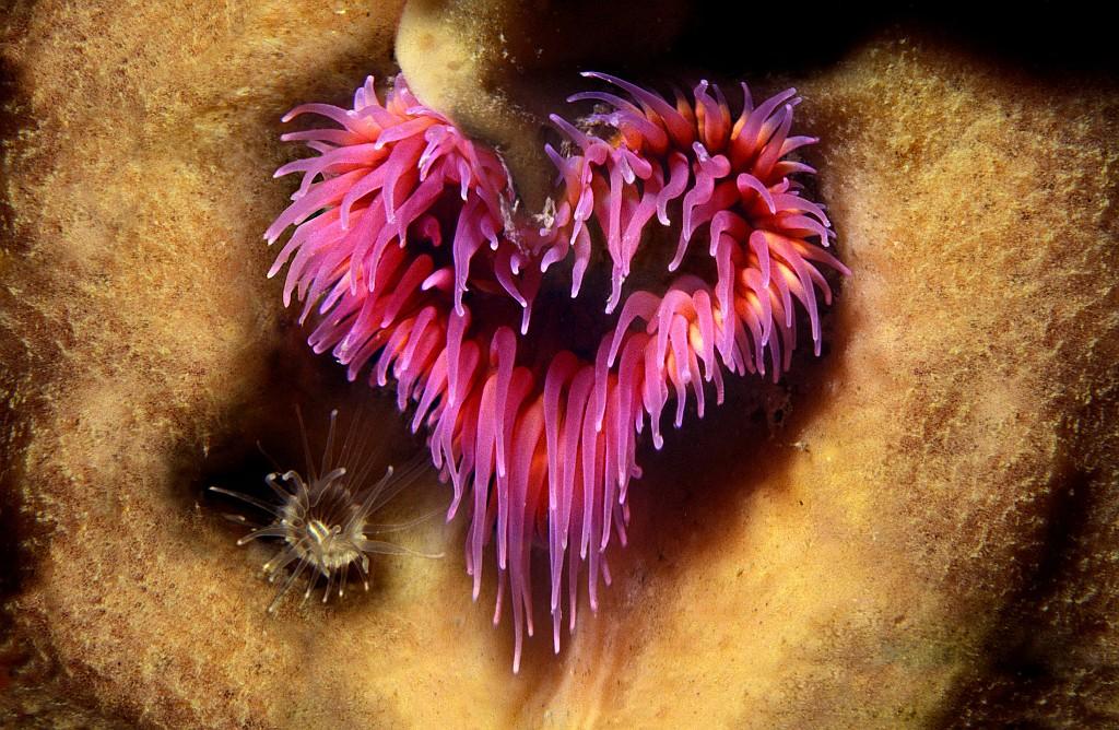 A pink heart-shaped anemone.