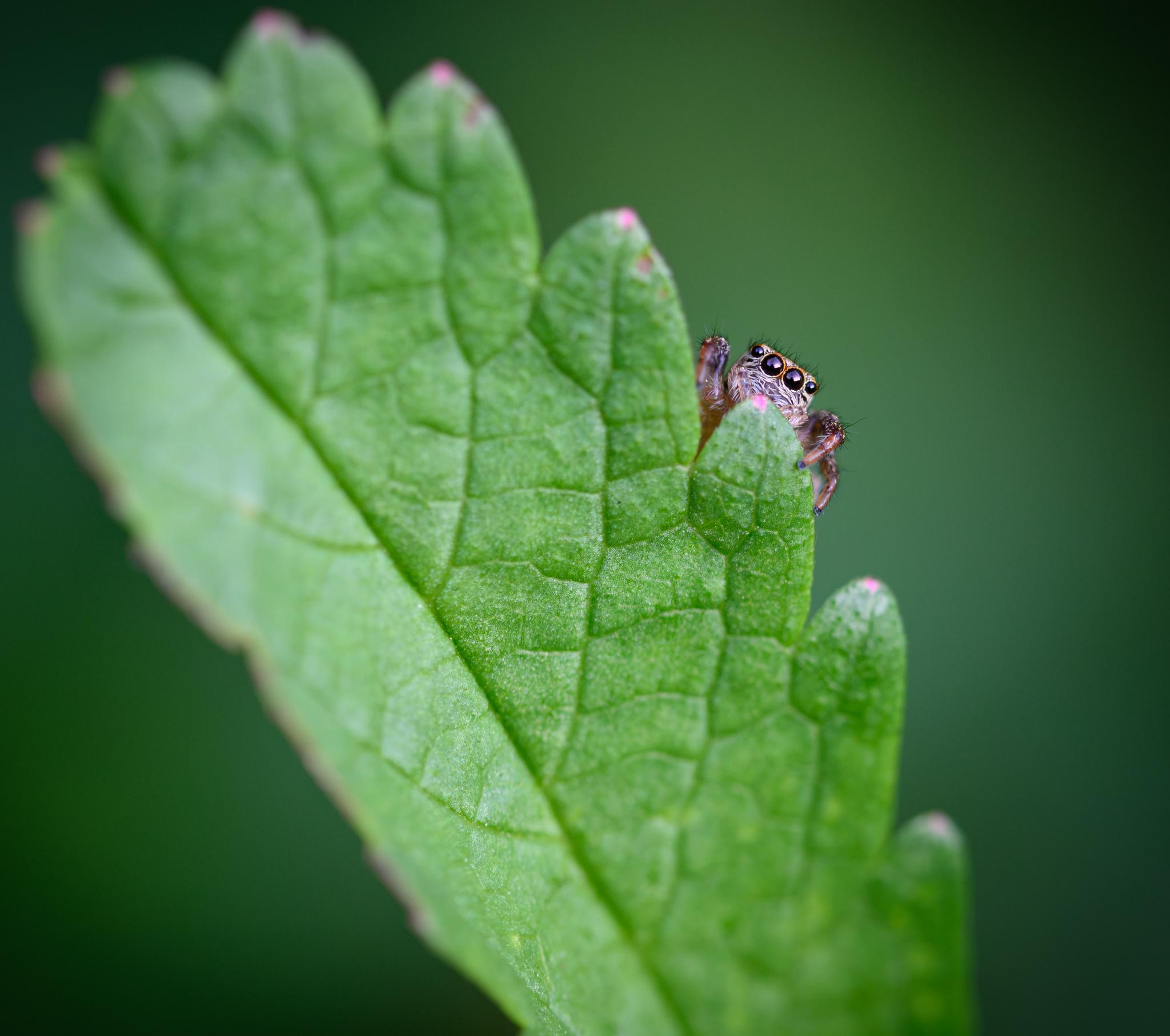 A small brown and white spider peeking out over the edge of a green leaf, looking at the camera with its main four large eyes.