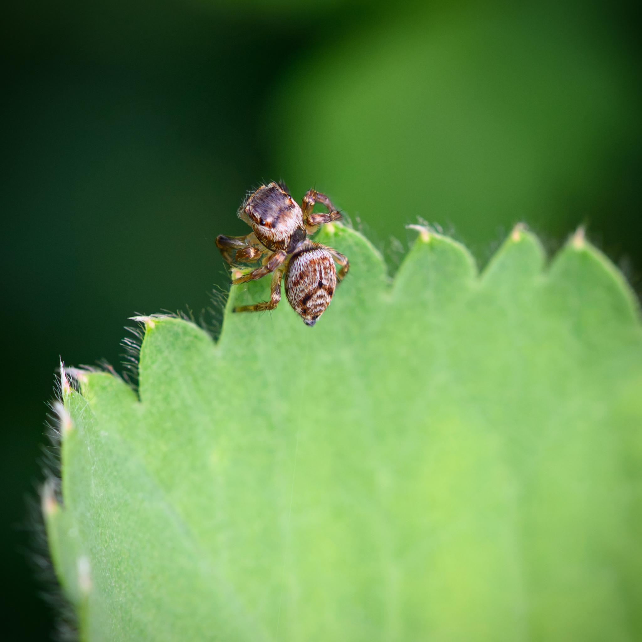 The same spider seen from behind, now fully in view on the edge of a green leaf, showing its distinctive pattern of white, light brown, and dark brown on both the cephalothorax and opisthosoma.