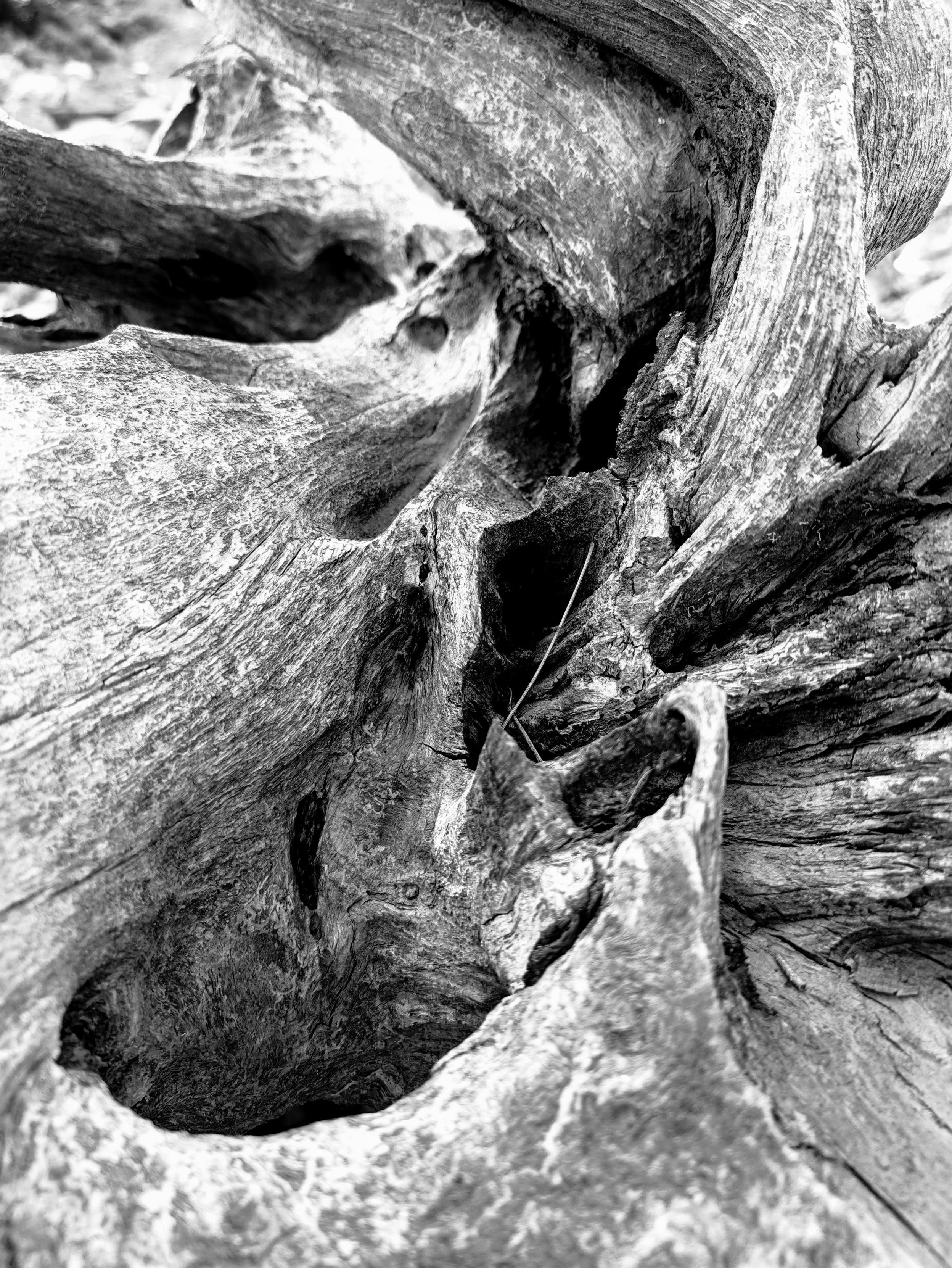 River Tree