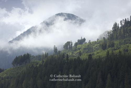 Mountain shrouded in clouds with the peak and a slope barely visible. There is a forest mostly of fir trees in the foreground.