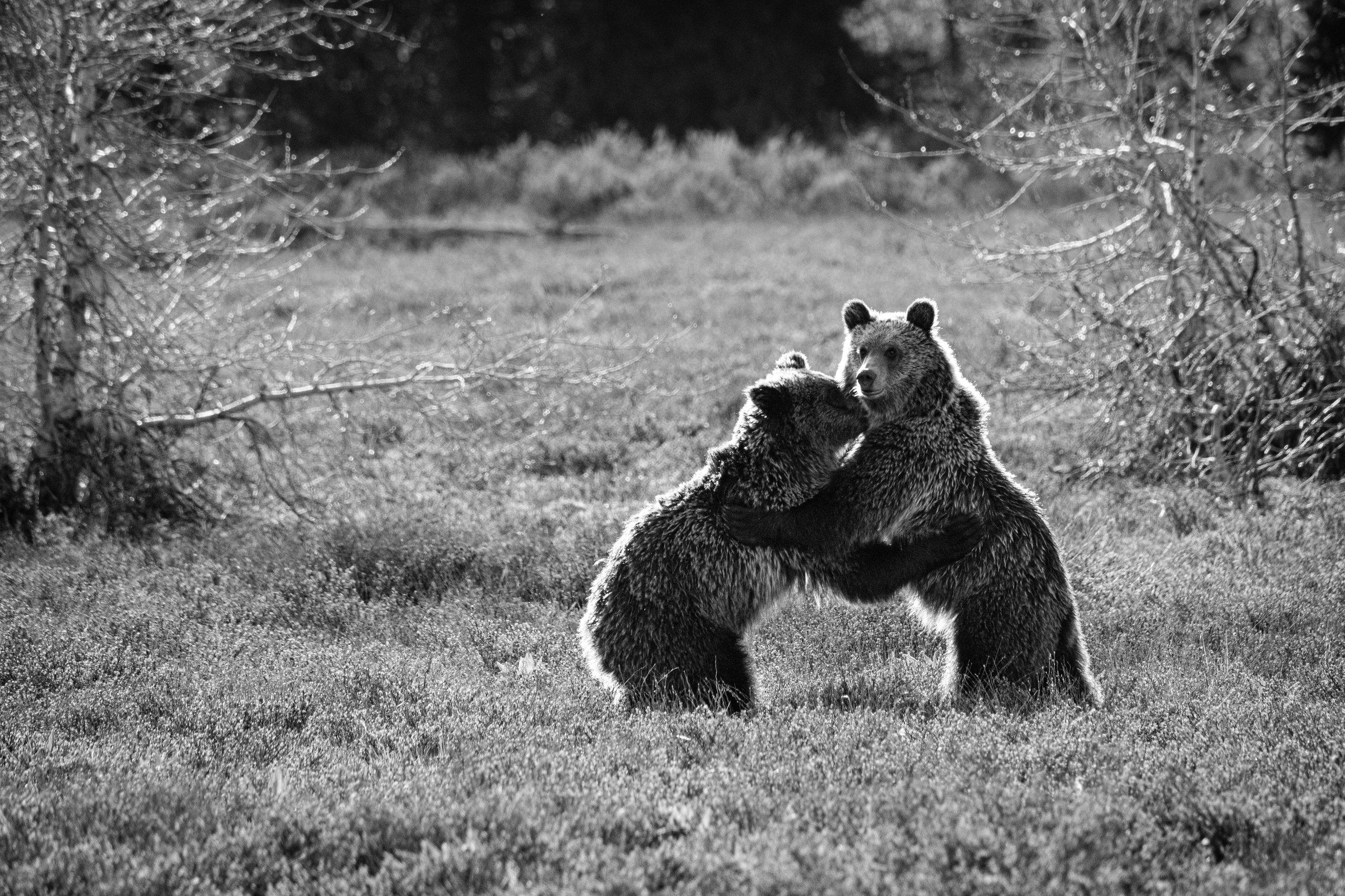 Two juvenile grizzlies wrestling near some trees.