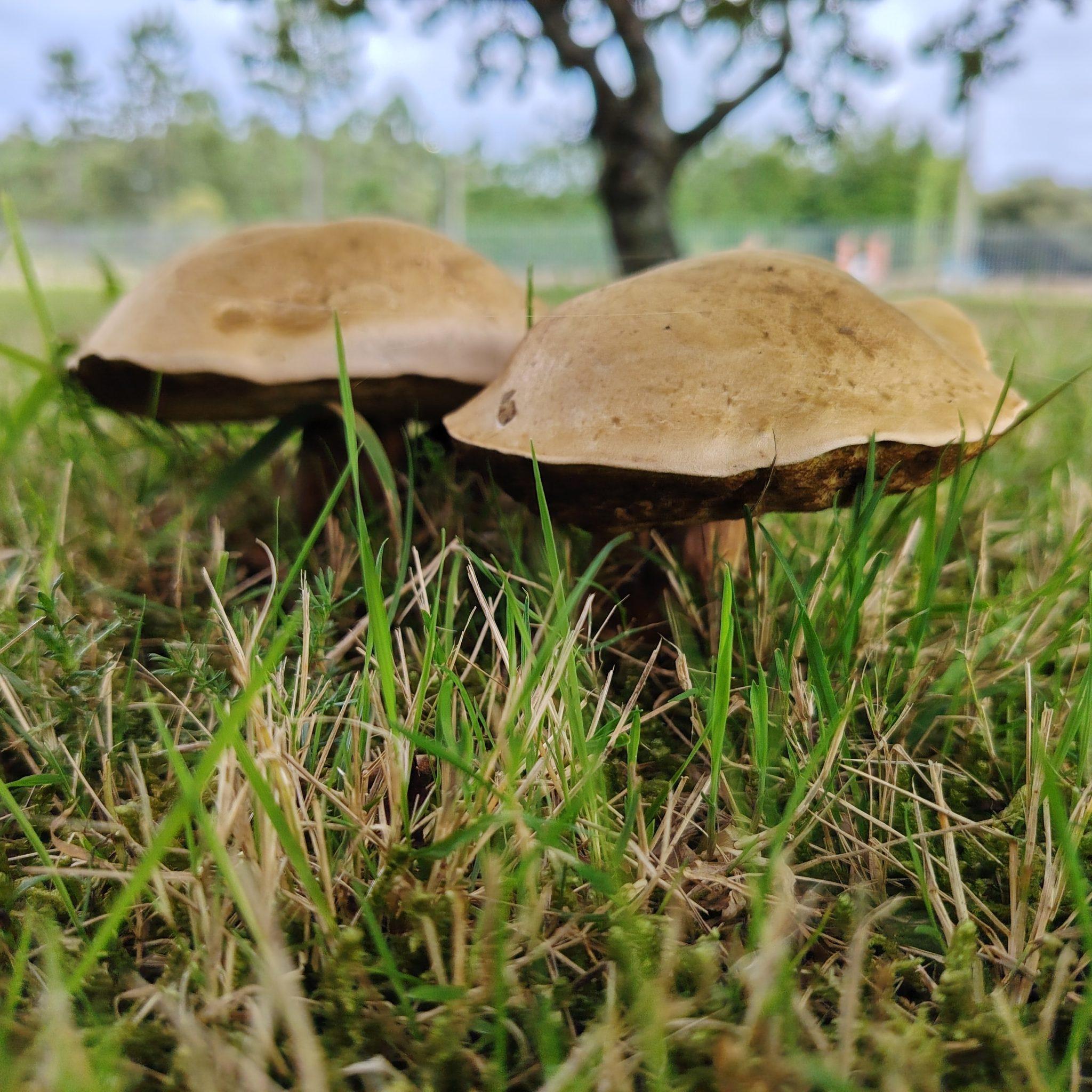Close up of mushrooms 🍄