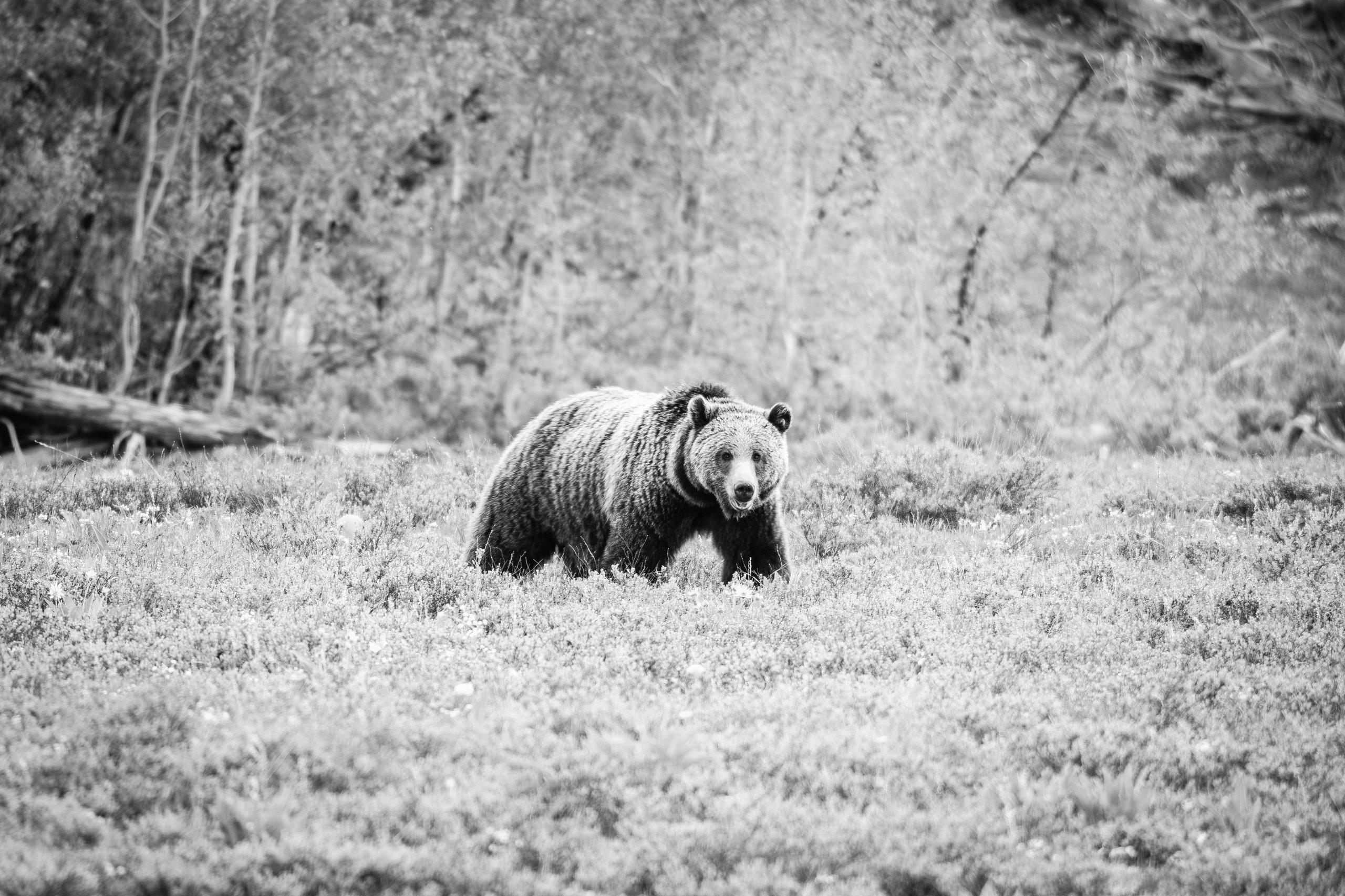 A grizzly sow walking through a sagebrush field, looking in the direction of the camera.