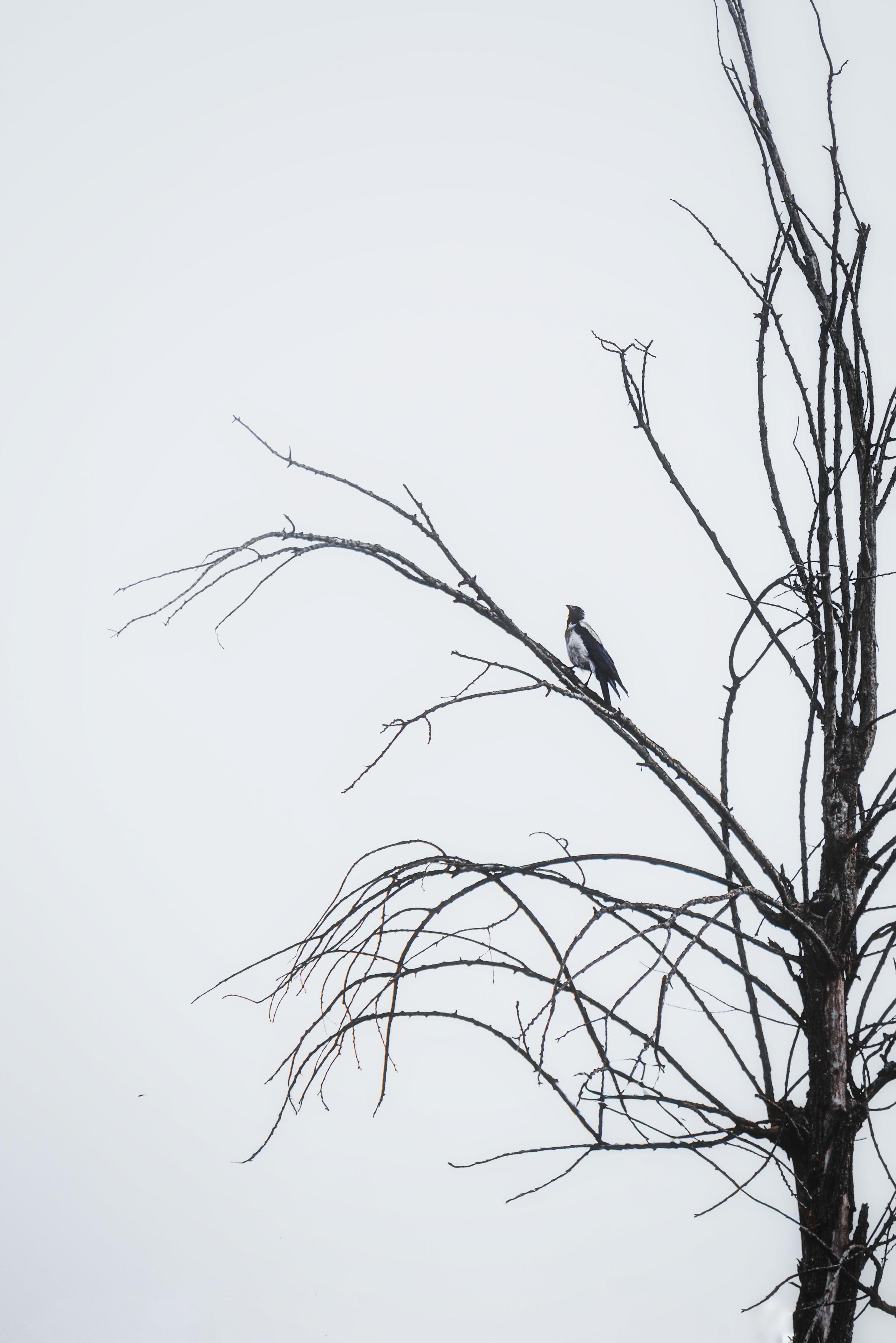 A black and white photo of a hooded Crow perched on a barren tree that has lots of thin gnarly branches. The background is white (almost pale blue really)
