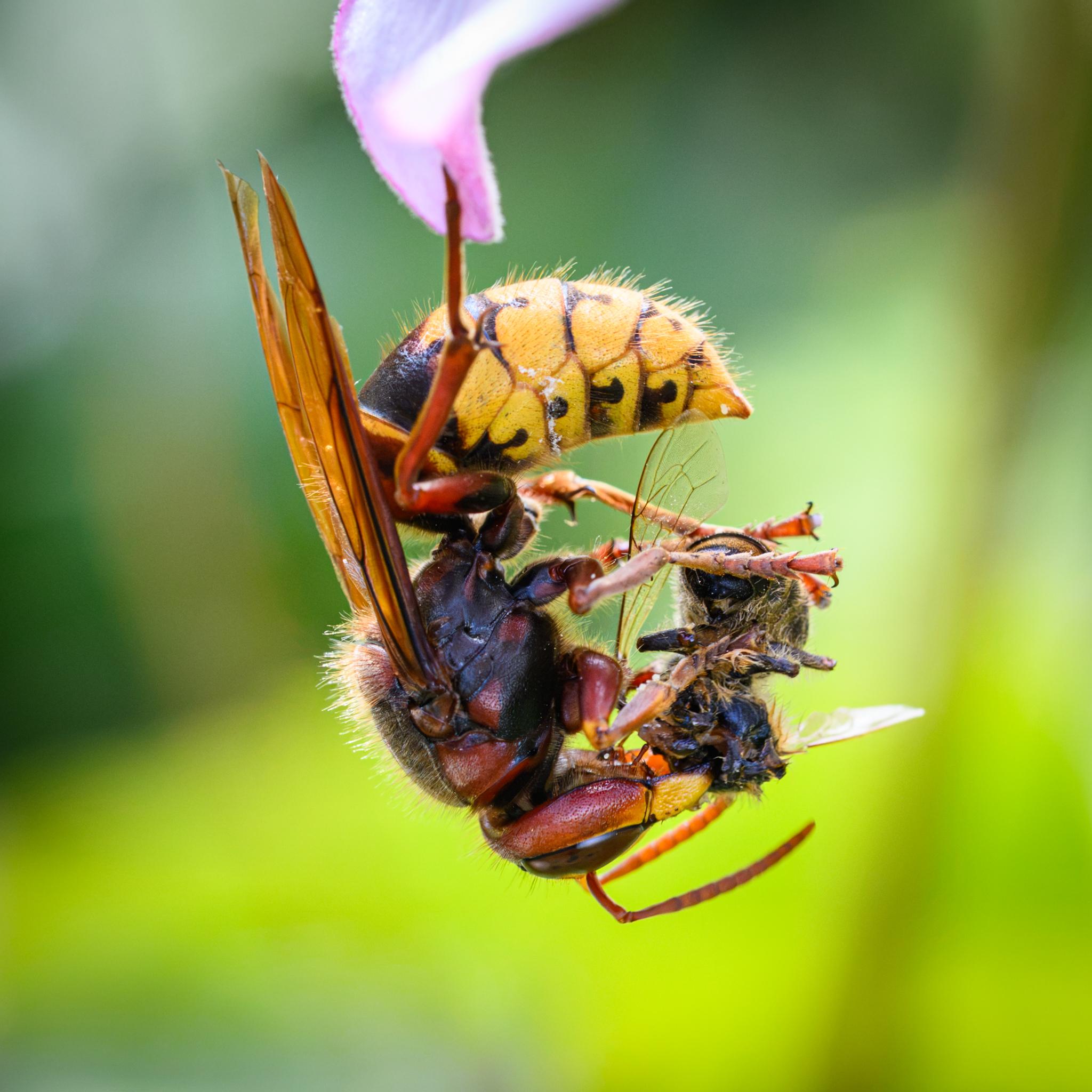 A large European hornet hanging upside down by one leg from a purple sweetpea flower, seen side on. It is eating what looks like a honey bee, holding it with all but that one leg, although it's hard to be sure. The hornet has dark brown, very elongated compound eyes, set in a red head with yellow mandibles. The thorax is mostly black with some red patches on the sides and top, with many fine light yellow hairs. The abdomen is patterned yellow and black, with some red near the top, with many more vivid yellow hairs. The hornet has red legs with some black at the top and the wings are seen edge-on and are clear orange. The antennae are also orange red.
