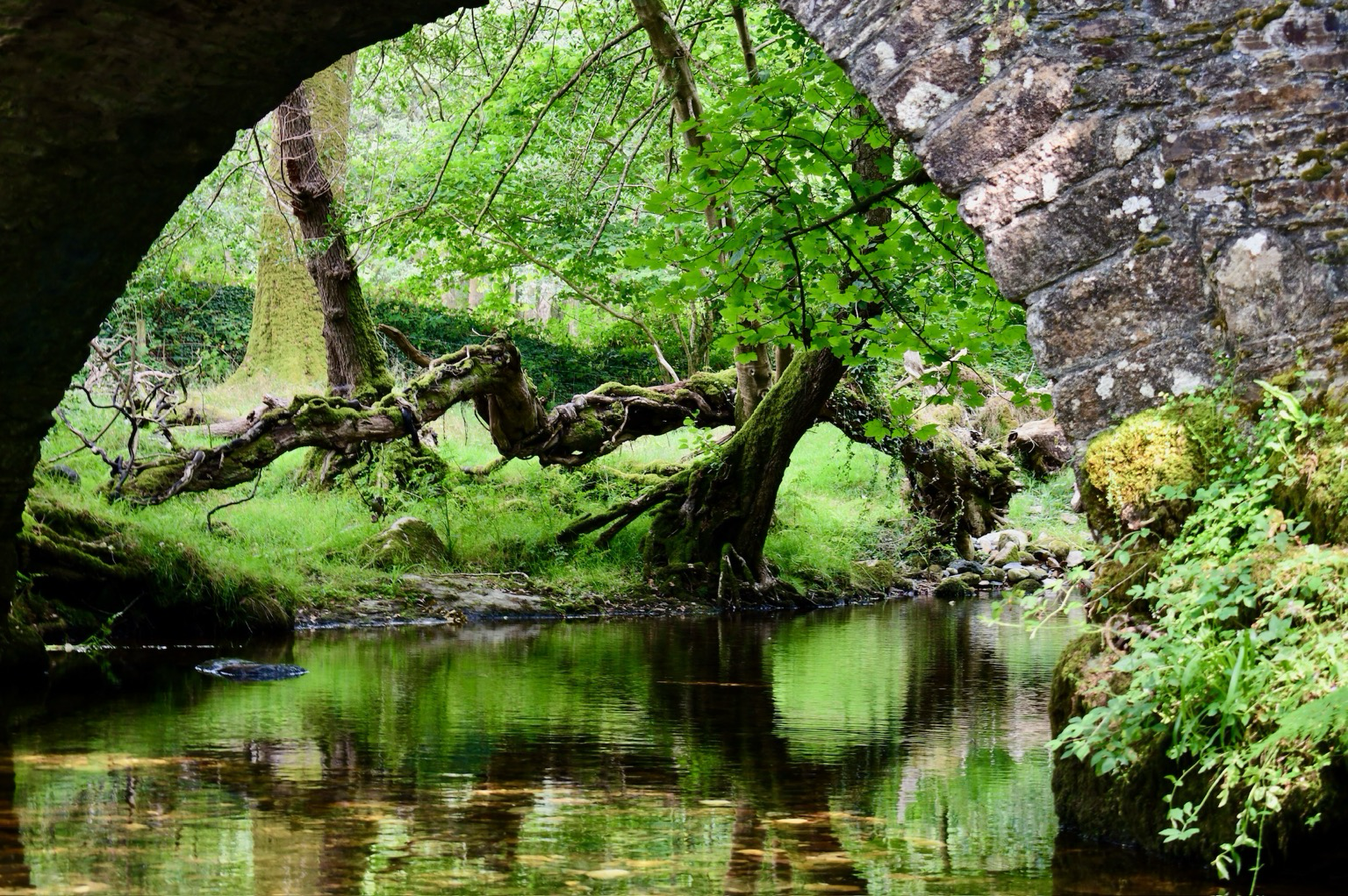 A bridge arch and tree reflections.