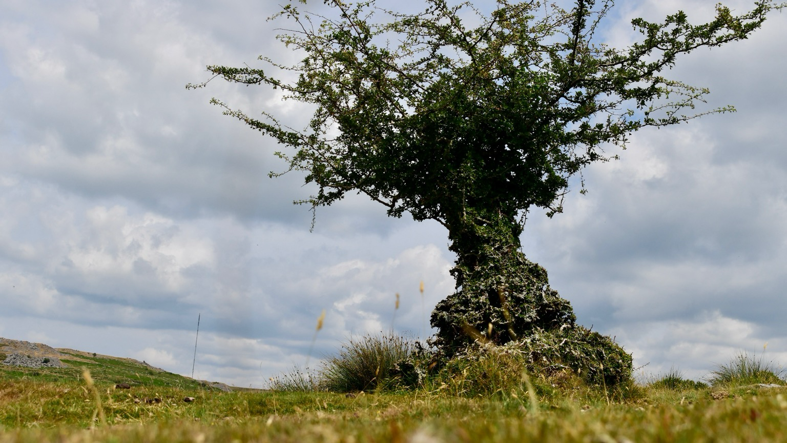 Twisty hawthorn tree