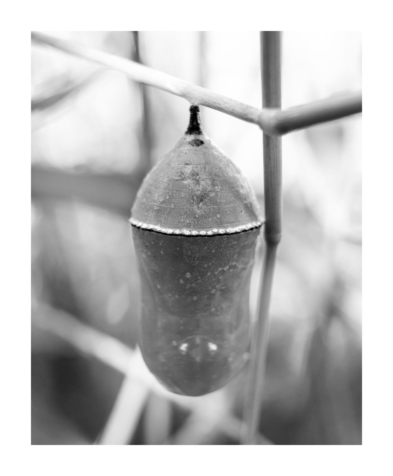 A black and white close-up of a dew-covered chrysalis hanging from a stem.