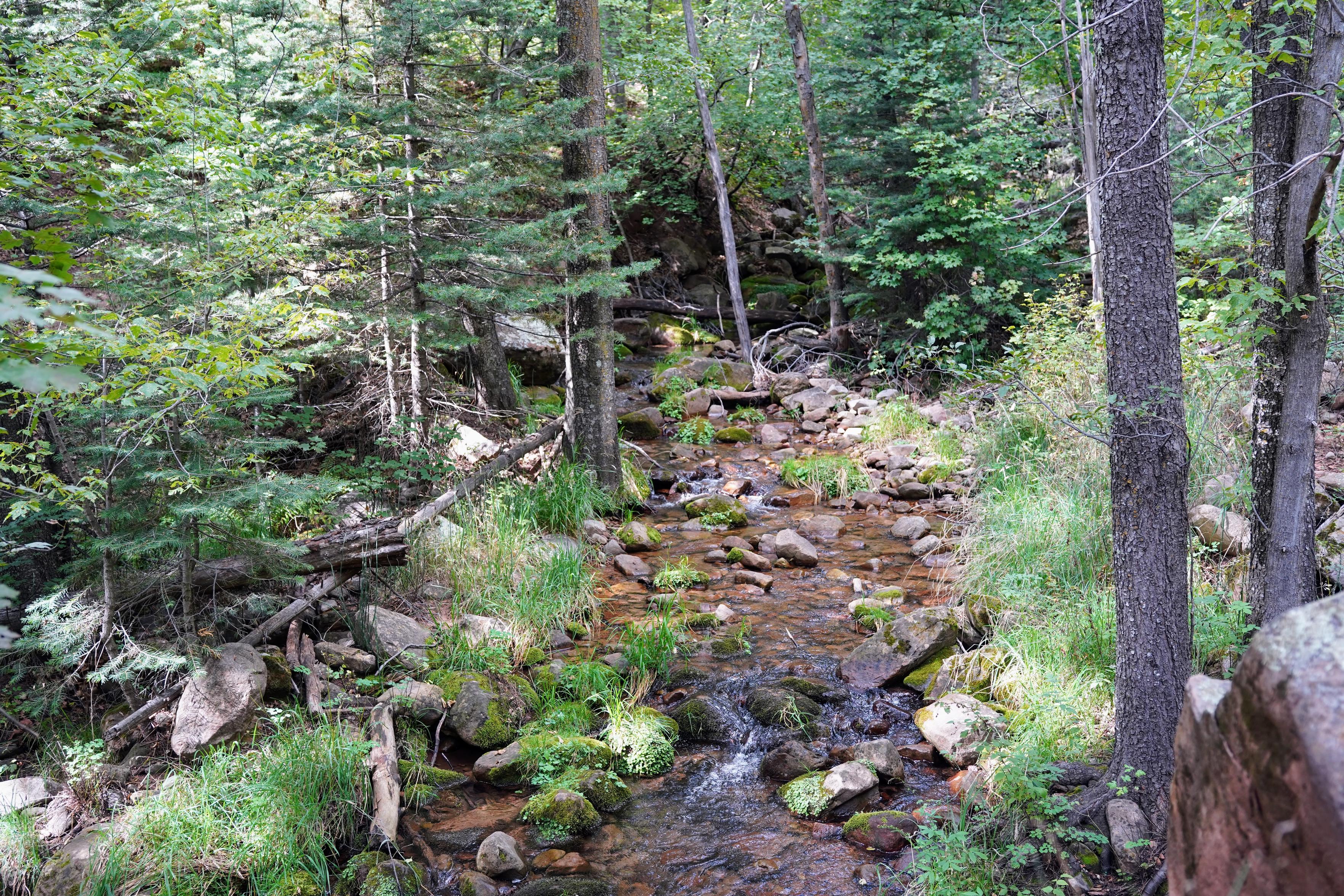 A small stream tumbles over rocks and through a dense forest of pine, fir, and hardwood trees.